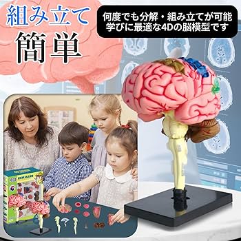 Amazon.co.jp: [シャンディニー] 脳模型 脳解剖モデル 4D 組み立て式