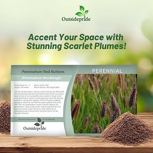 Miniatura 4 de Outsidepride - 25semillas de la hierba ornamental perenne Pennisetum thunbergii (Red Buttons) para sembrar