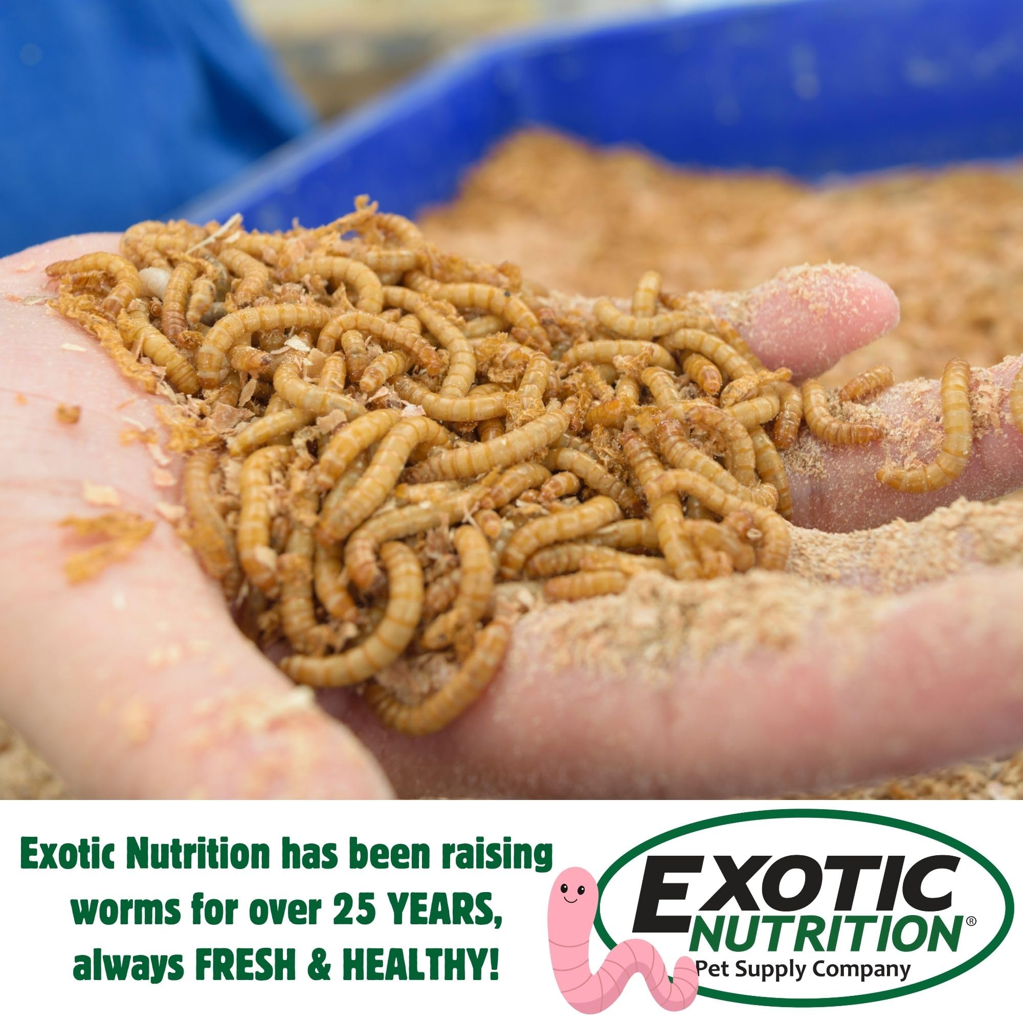 Exotic Nutrition Large Live Mealworms (3/4") (1000 Pack) - 5