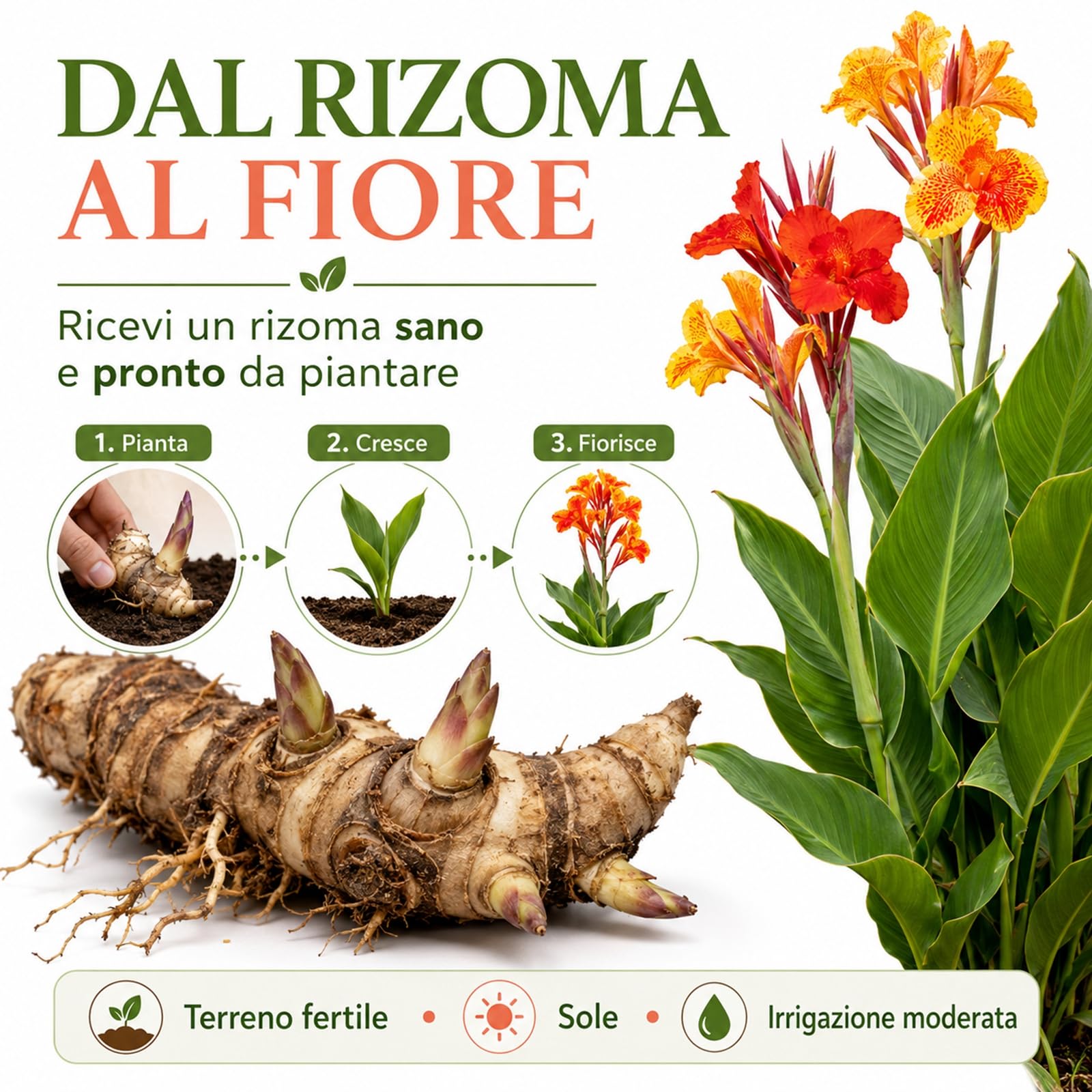 Rizomi di Canna Indica da Piantare, resistenti al freddo e alla siccità-Compatti e Ornamentali-5 zwiebeln-C