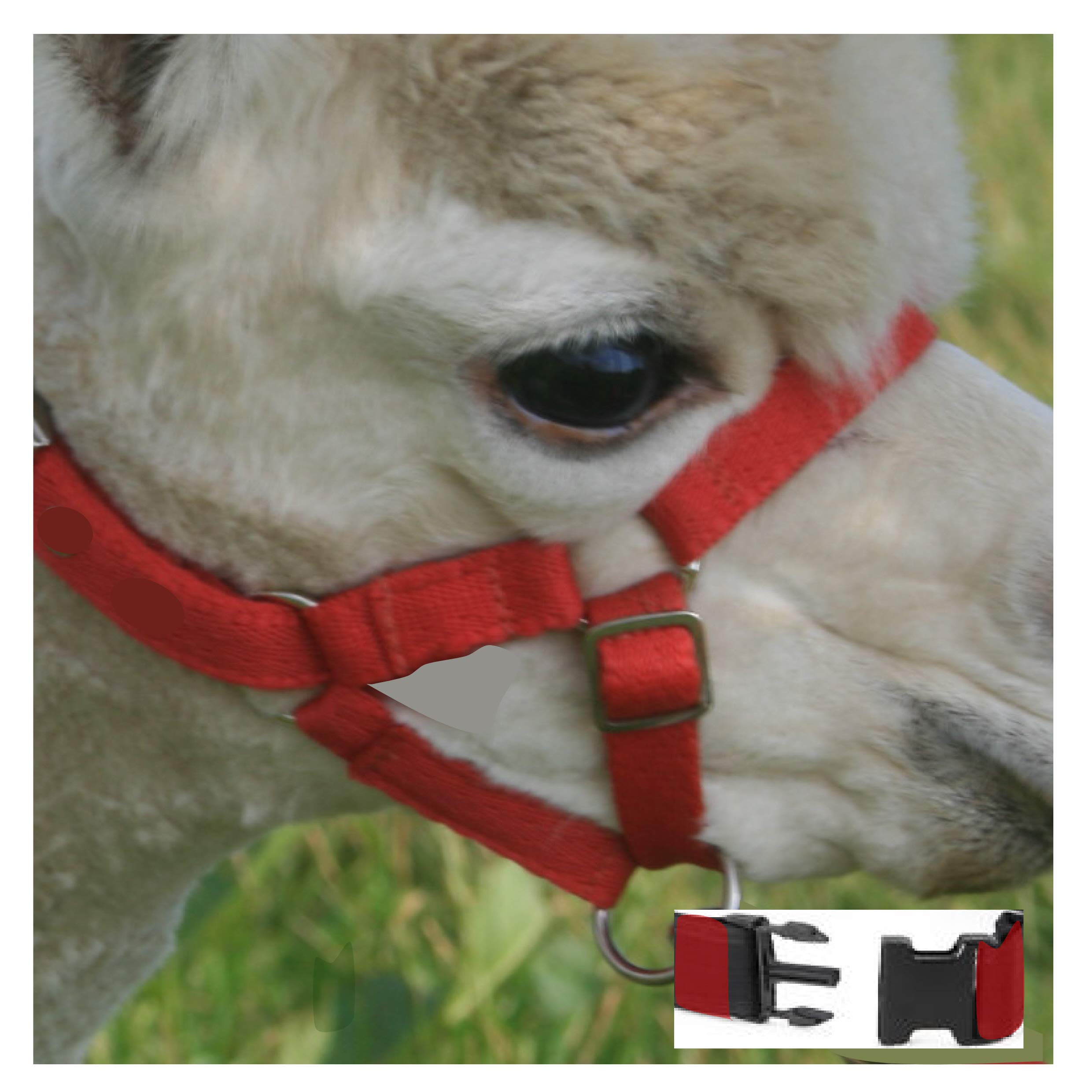 Homestead Farm Supplies Alpaca Headcollar - Halter with Snap Fastening. Red. EXTRA SMALL