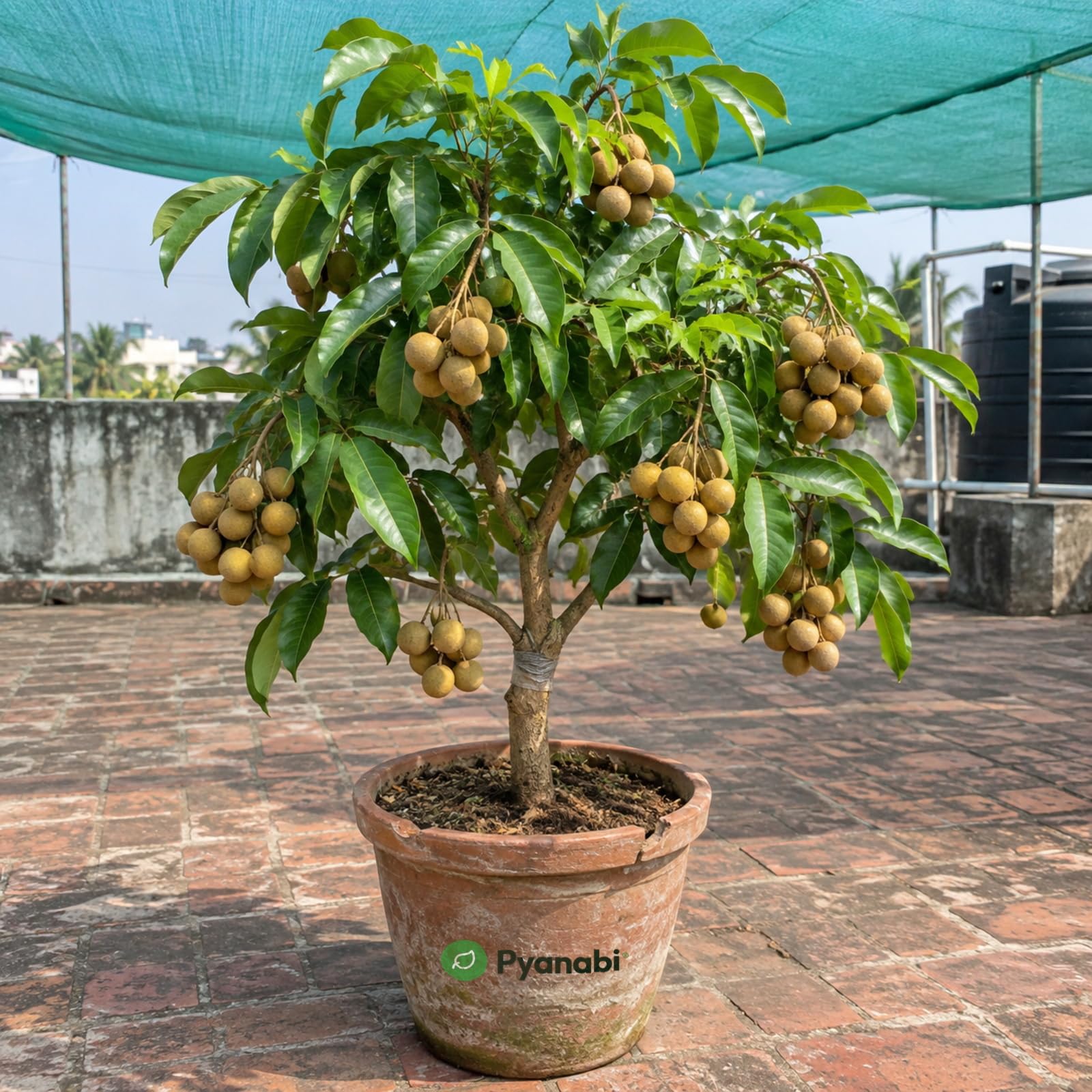 Thai Strawberry Plant - Grow Your Own! -13 Thai Strawberry Plant - Grow Your Own! -13