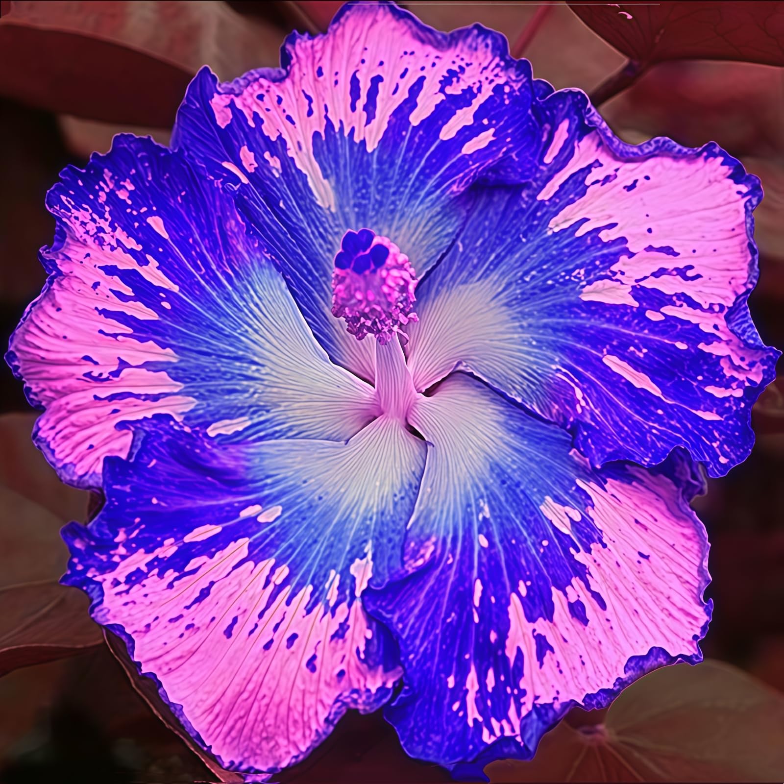 Rare Hibiscus, Surprisingly Growing, Hardy Perennial, Suitable for Spring and Autumn, Garden Viewing, No Watering Required111-5 Rhizome-H