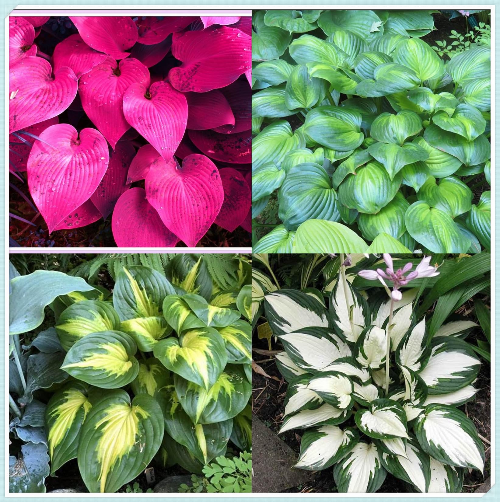 Hosta Bulbs Live, Hosta Plants for Sale, Perennial, Easy Plant, Ornamental Flowers, Wedding Flowers, Bulbs Mix, 4bulbs-g