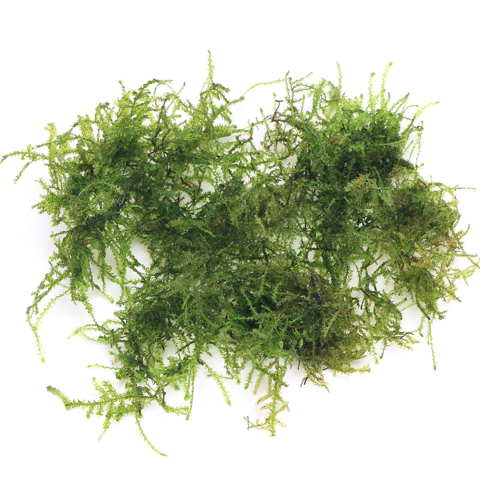 K2AQUA 20 Grams Weeping Moss Vesicularia Ferriei Live Aquatic Plant for Aquarium Fresh Green Low Light Easy to Grow Fish Tank Tropical Planted Tank