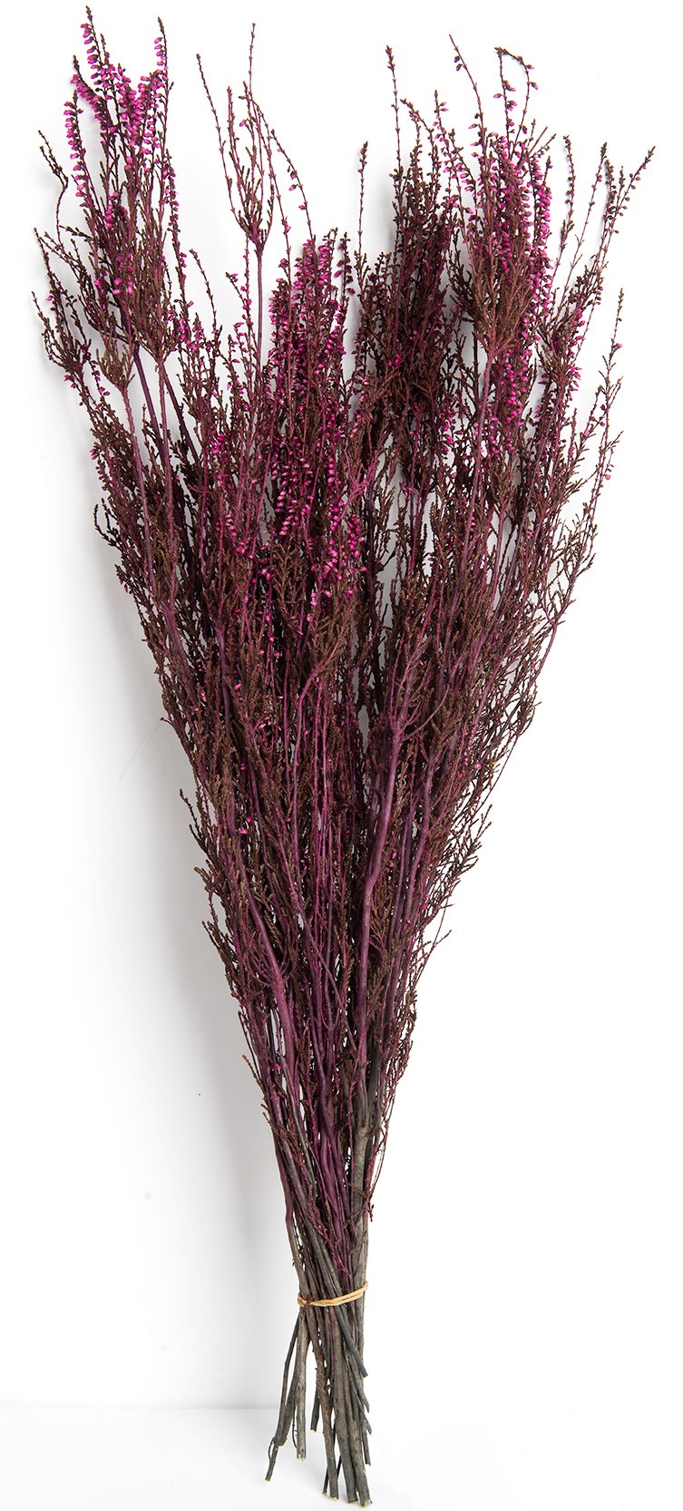 SuperMoss (27614 Dried Flowers - Erica, Hot Pink, 3.5oz