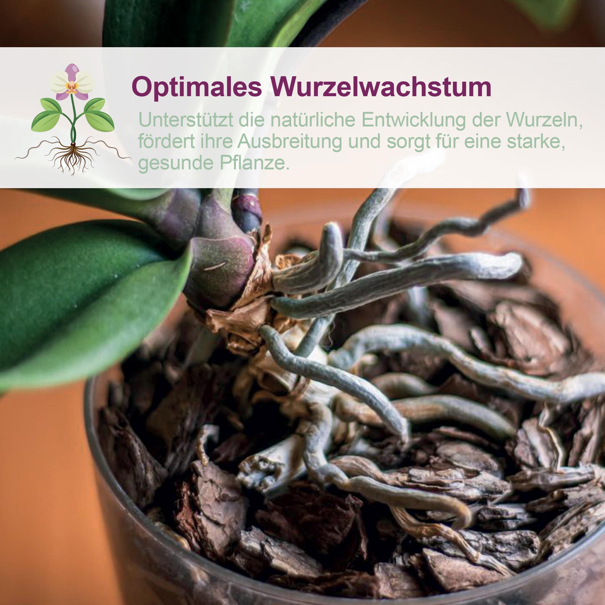 Kalapanta Orchideen-Umtopfset: Durchsichtiger Blumentopf mit Drainagelöchern, Untertasse und Orchideensubstrat - Ø 16 cm - 1