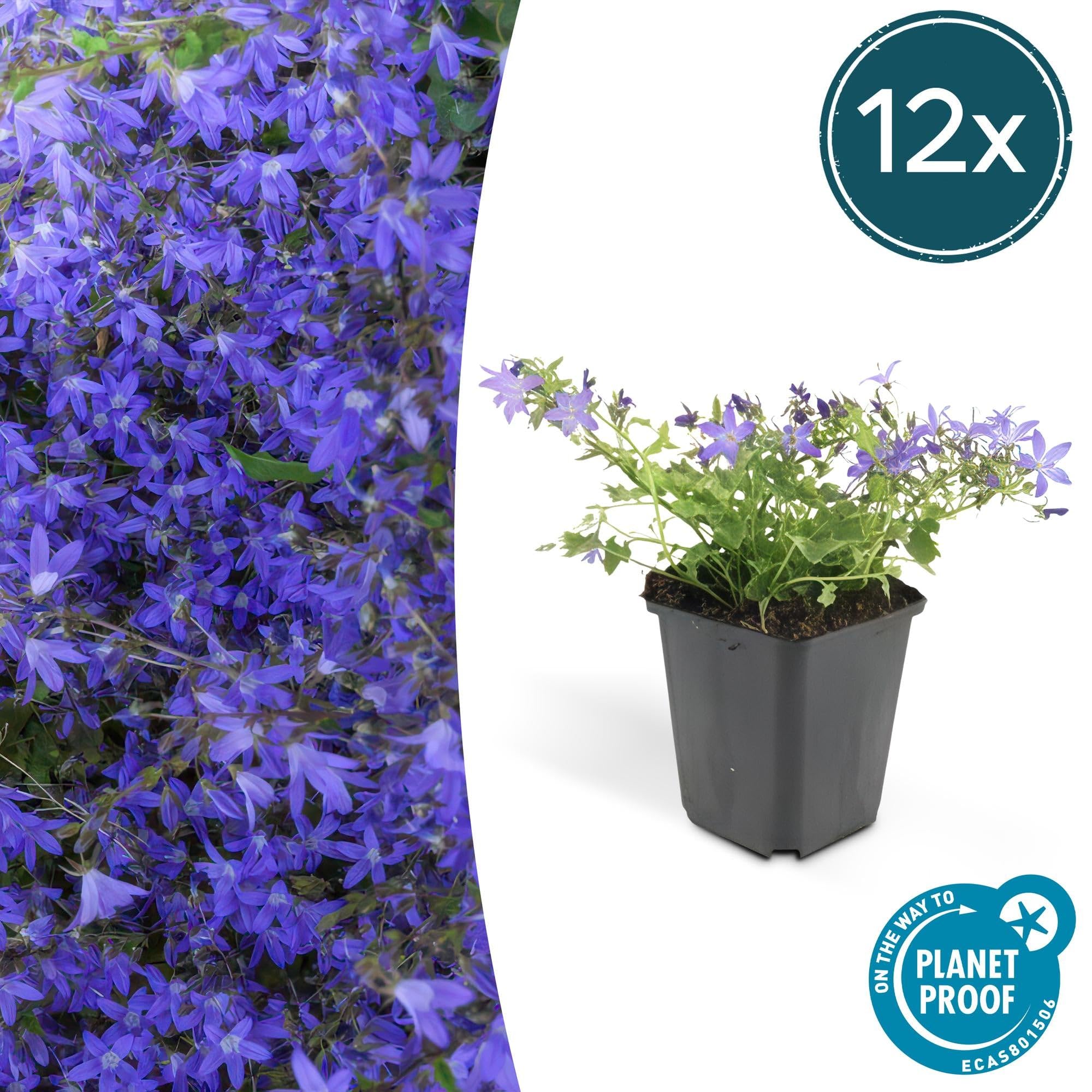 Campanula poscharskyana 'Stella' poduszka wisząca, średnica 9 cm, 12 roślin, kwitnąca i łatwa w pielęgnacji, słońce i cień