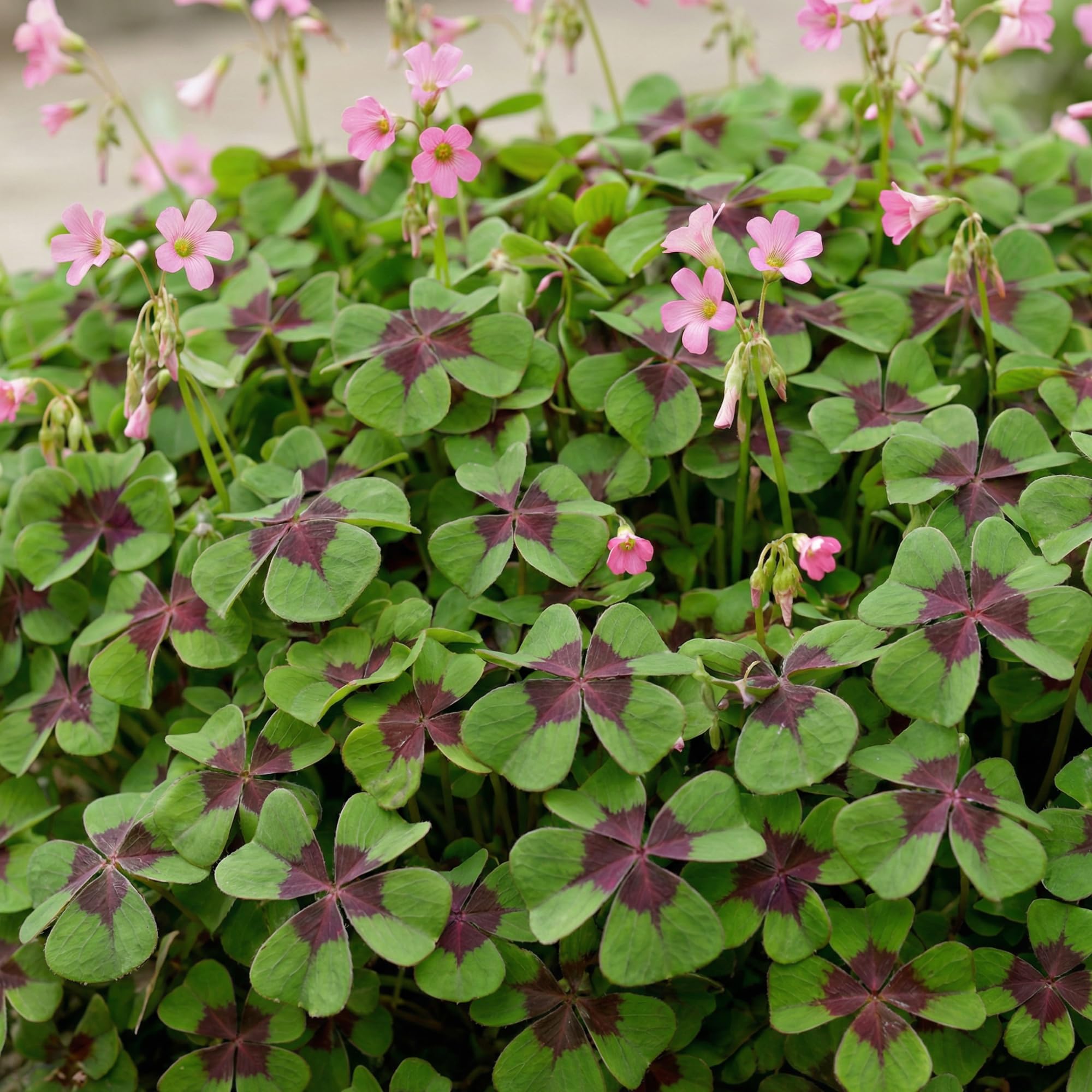Oxalis Iron Cross Kollektion - 50 Pflanzen/Zwiebeln - Stauden Winterhart Mehrjährig - Große Glücksklee Pflanzen für Garten - Blumenzwiebeln aus Holland (kein Samen)