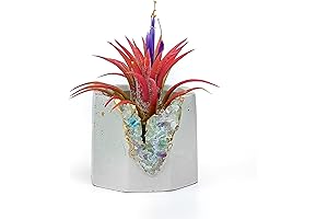 Live Mini Succulent Plants: Geode Planters for Healing and Home Decor