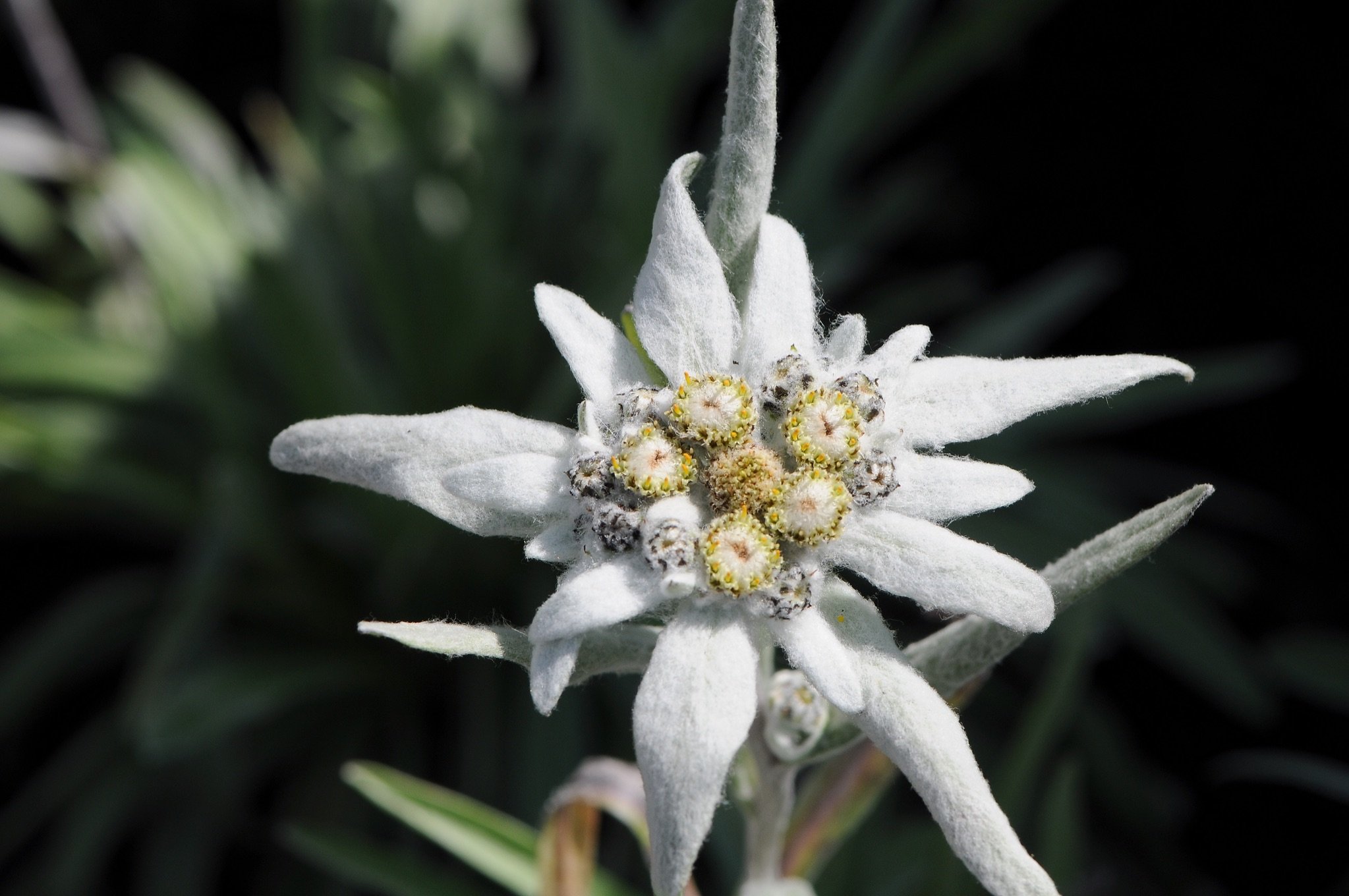 Stauden Gänge 10 x Leontopodium souliei 'Alpina White' Edelweiß winterhart