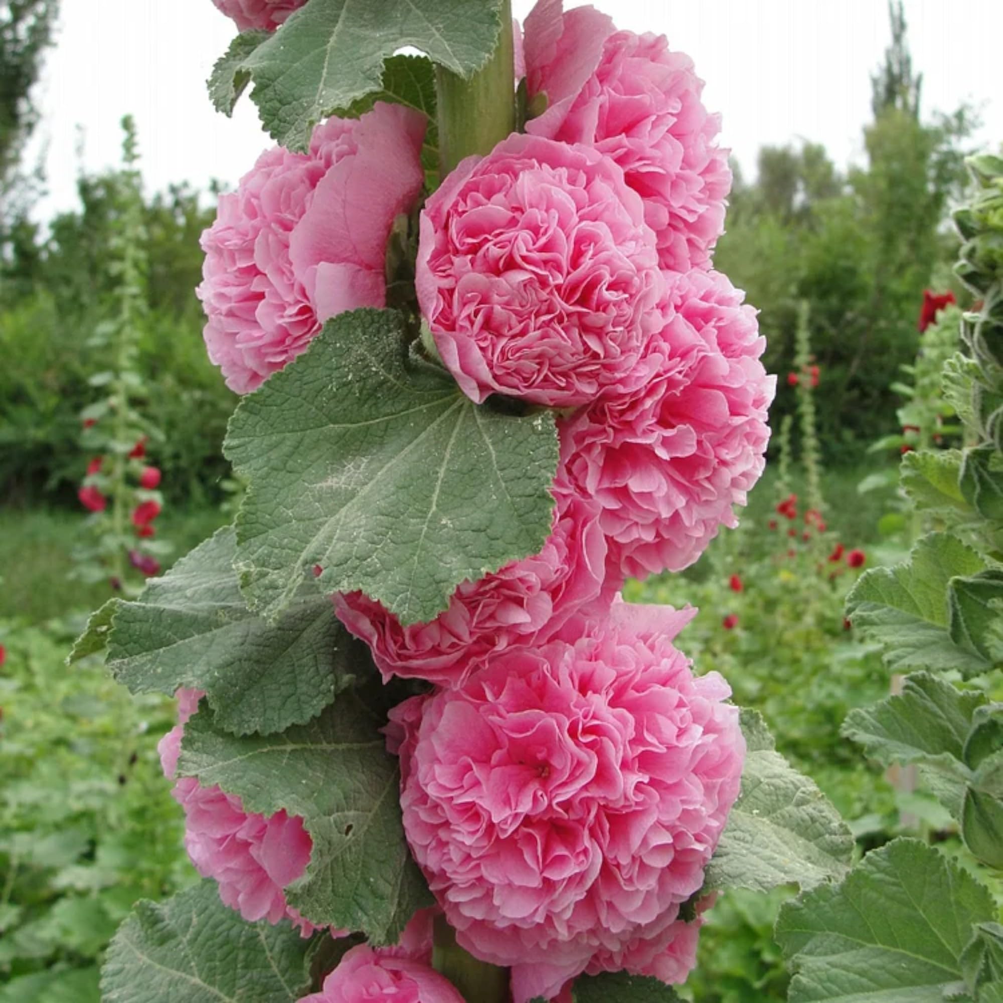 Amazon.com : ZEshops 100pcs Double Hollyhock Seeds Radiant Rose
