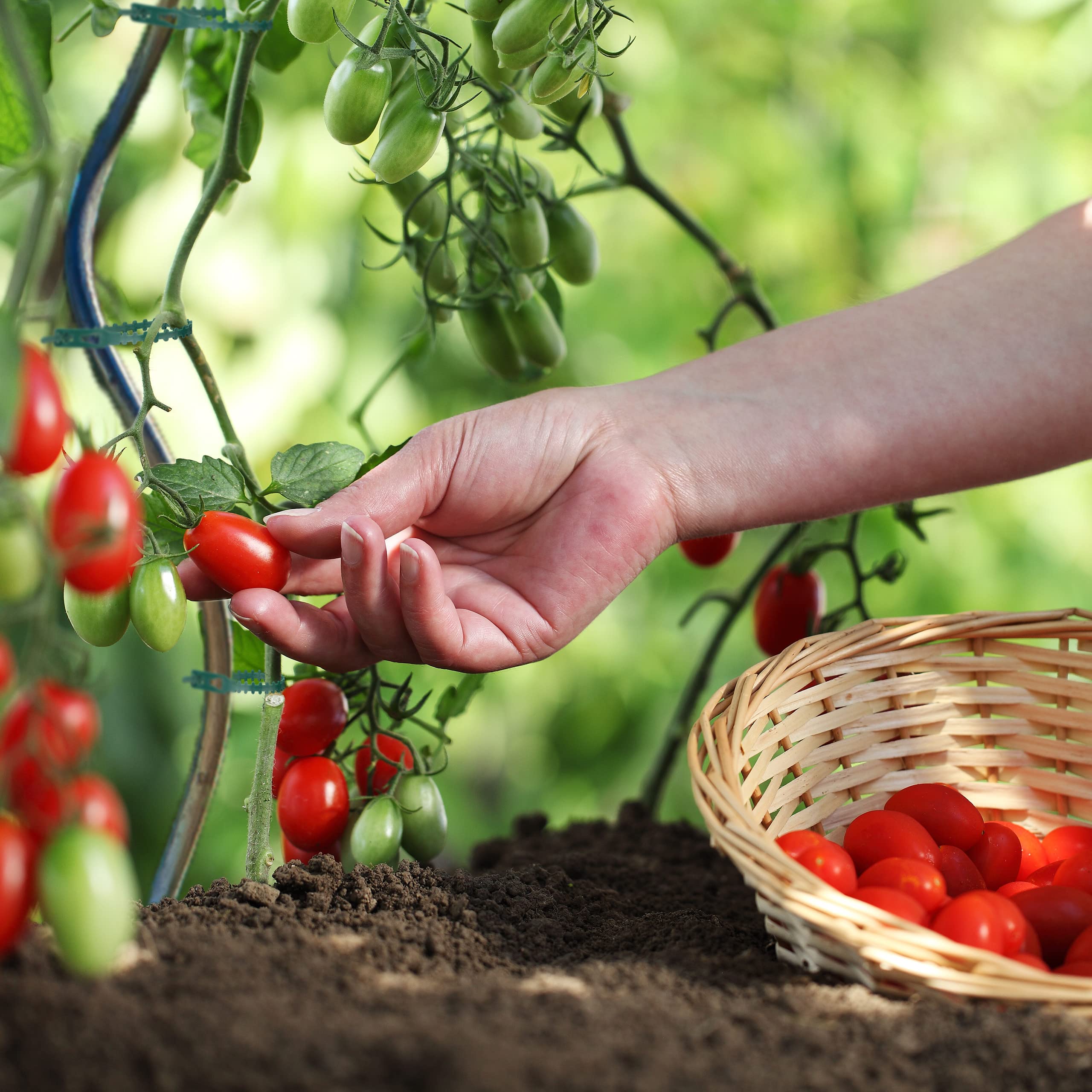 Fascette Da Giardino Biostretch 20m - Morbide, Elastiche, Biodegradabili, Per Piante E Pomodori - Foto 3