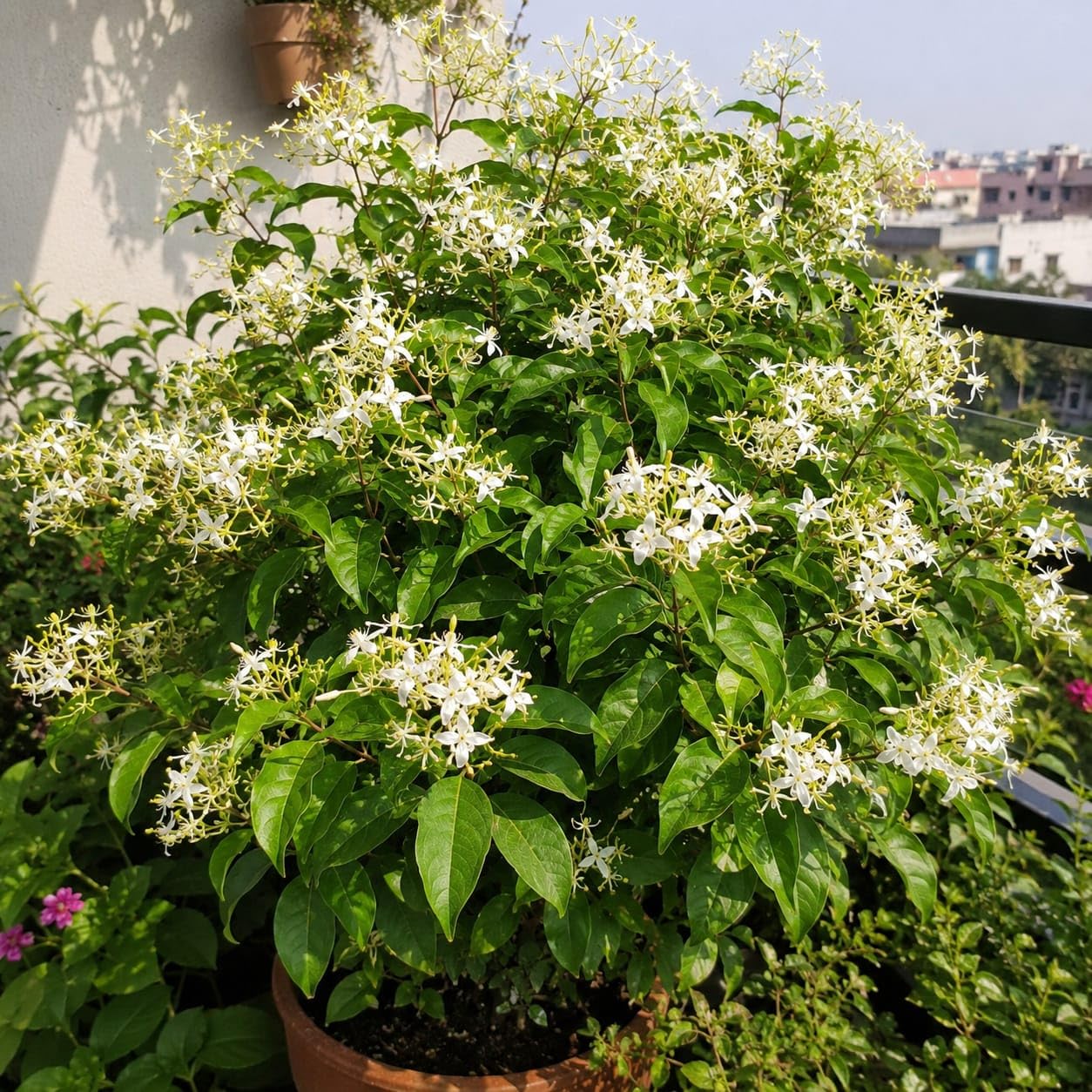 malati lata live flower plant | wild madhumalati creeper | aganosma dichotoma | fragrant white flower climber | 1 healthy live plant