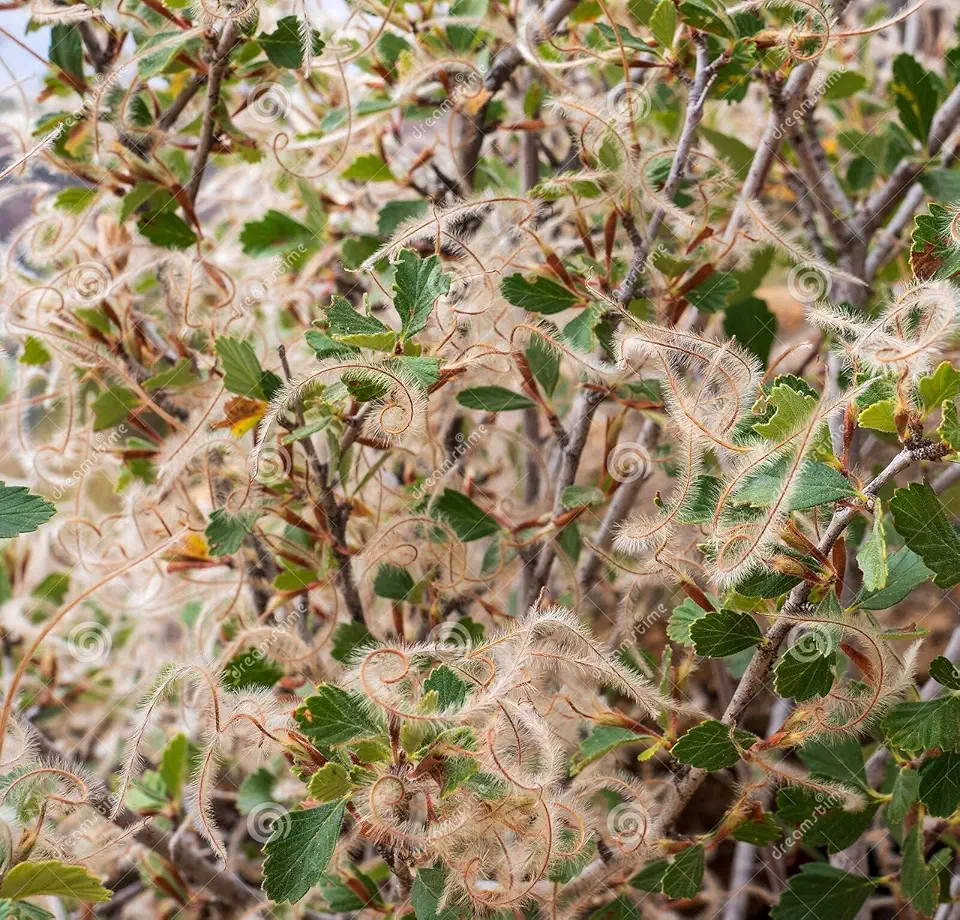 Mountain Mahogany Seeds (12-Pack)