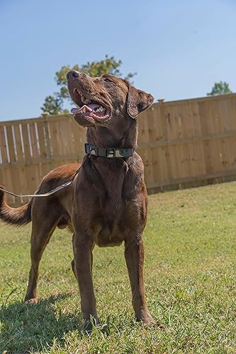 Miniatura 3 de Country Brook Petz - Collar para perro Woodland Camo de lujo, fabricado en los Estados Unidos, colección de camuflaje con diseños resistentes (12