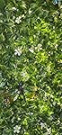 Review Image by Aimee C. Lane