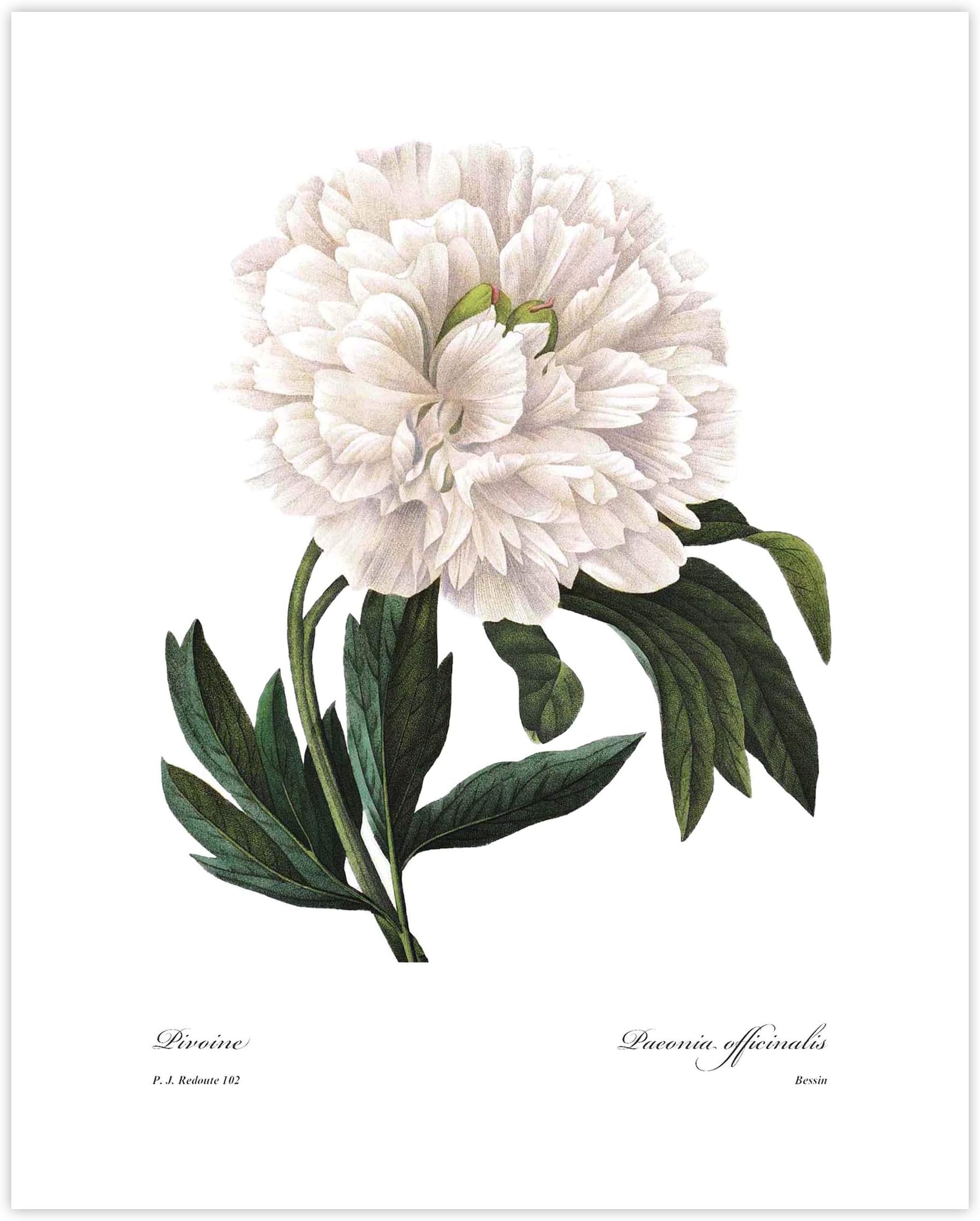 Peony Art, French Botanical Print - White Flower Wall Art, Vintage Floral Decor, Redoute Summer Blossom - Unframed