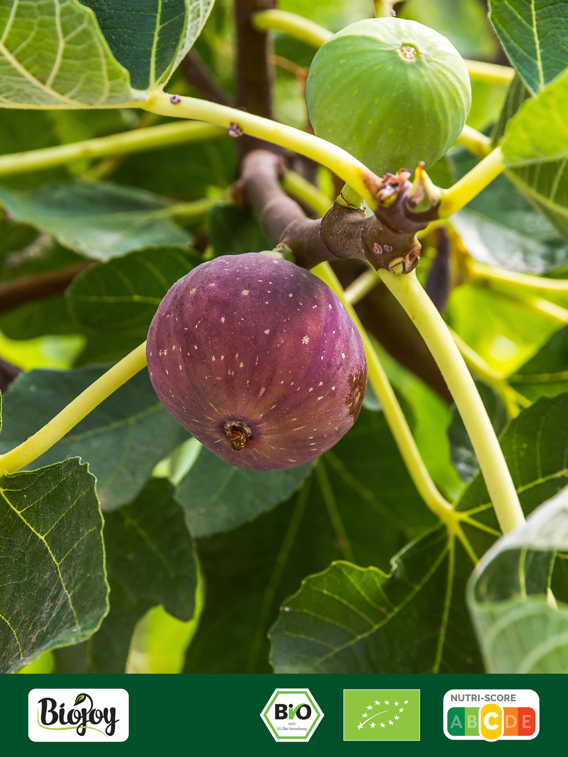 Biojoy Fichi secchi BIO (1 kg), senza zucchero aggiuntо e senza zolfo