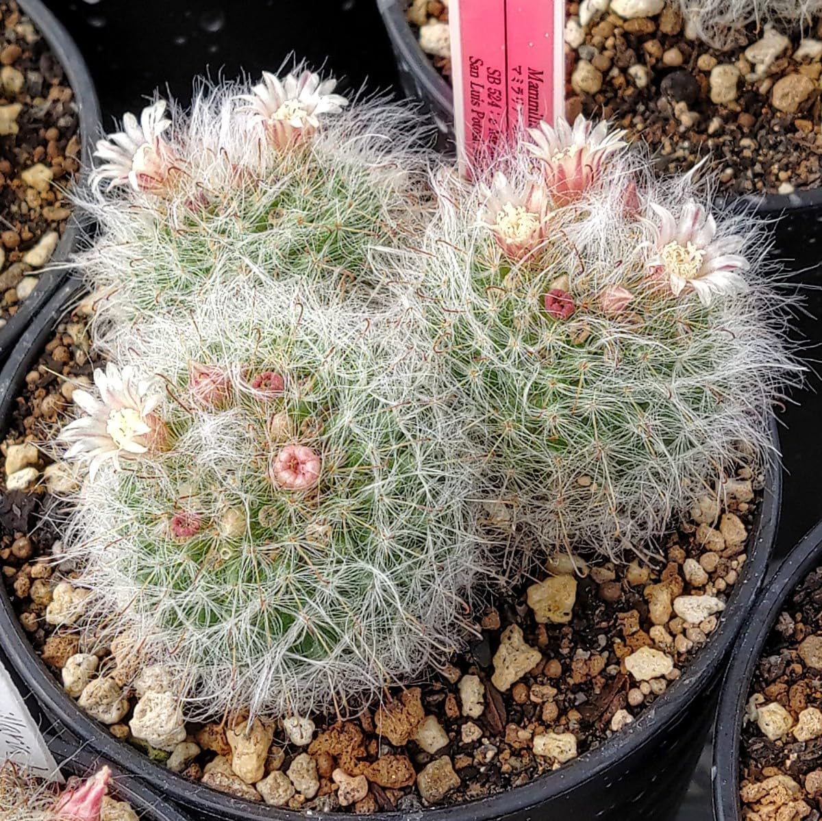 Amazon.co.jp: 自家採種“種子”20粒Mammillaria bocasana (SB 524