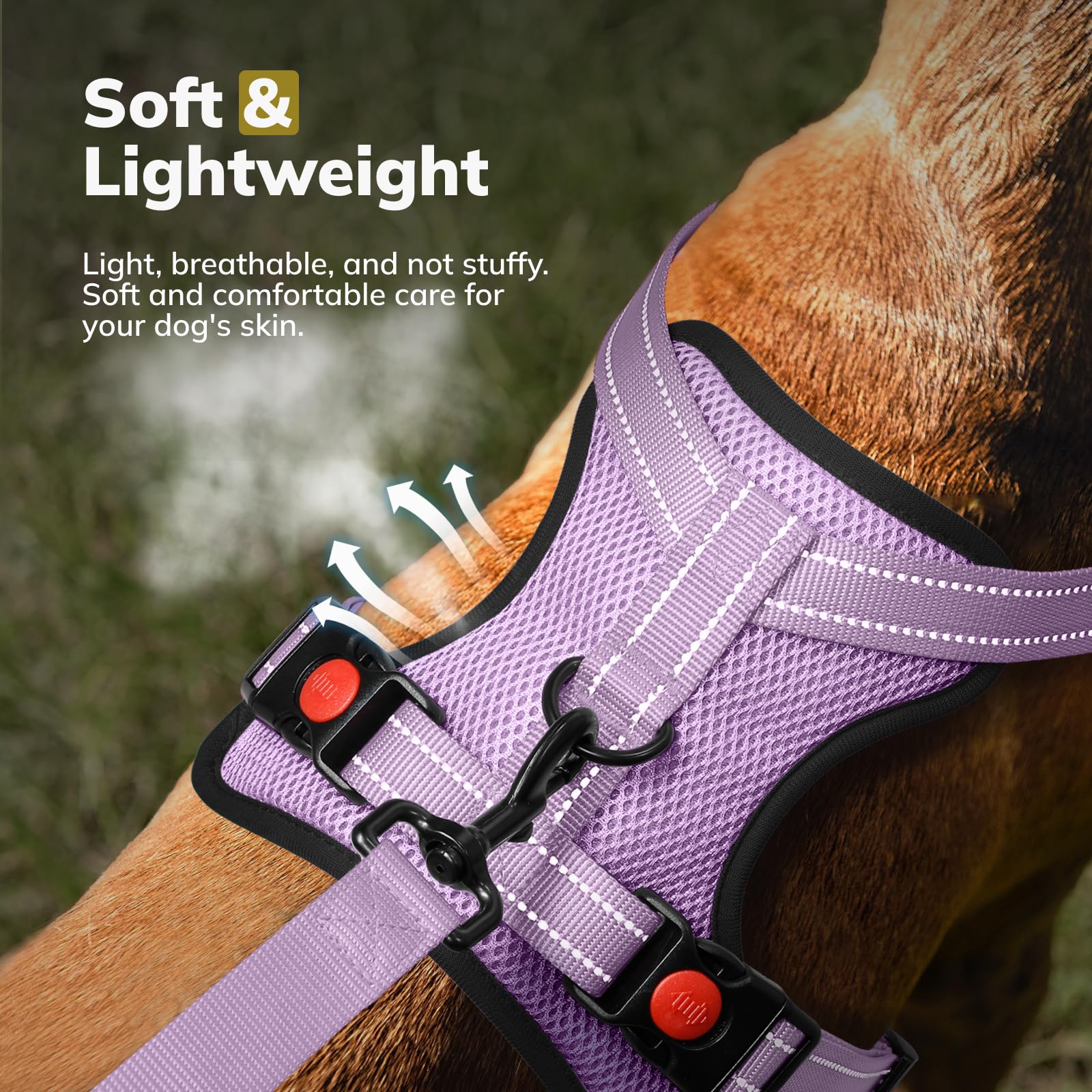 FAYOGOO Pettorina Cane, Pettorina Cane Taglia Media Regolabile, Traspirante Pettorina Cane Taglia Grande con Guinzaglio, Pettorina Antifuga Cane per la Corsa, Passeggiate, Jogging (Viola, M)