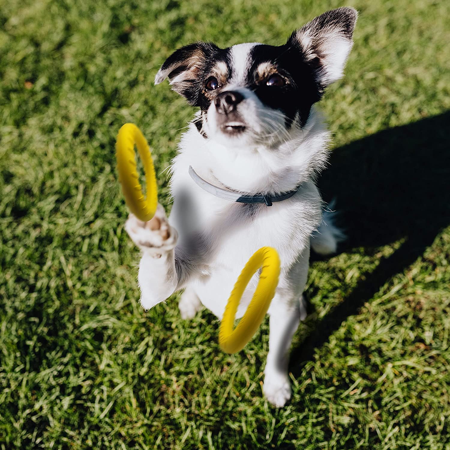 Schwimmendes Hundespielzeug für Hunde, unzerstörbares Kauspielzeug für kleine Kauer, Hundespielzeug für Pool, schwimmend, langlebig, für drinnen und draußen, zum Werfen, Fangen, Schwimmen,