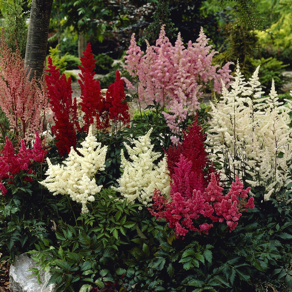 Van Zyverden Astilbe Premium Mixed Colors