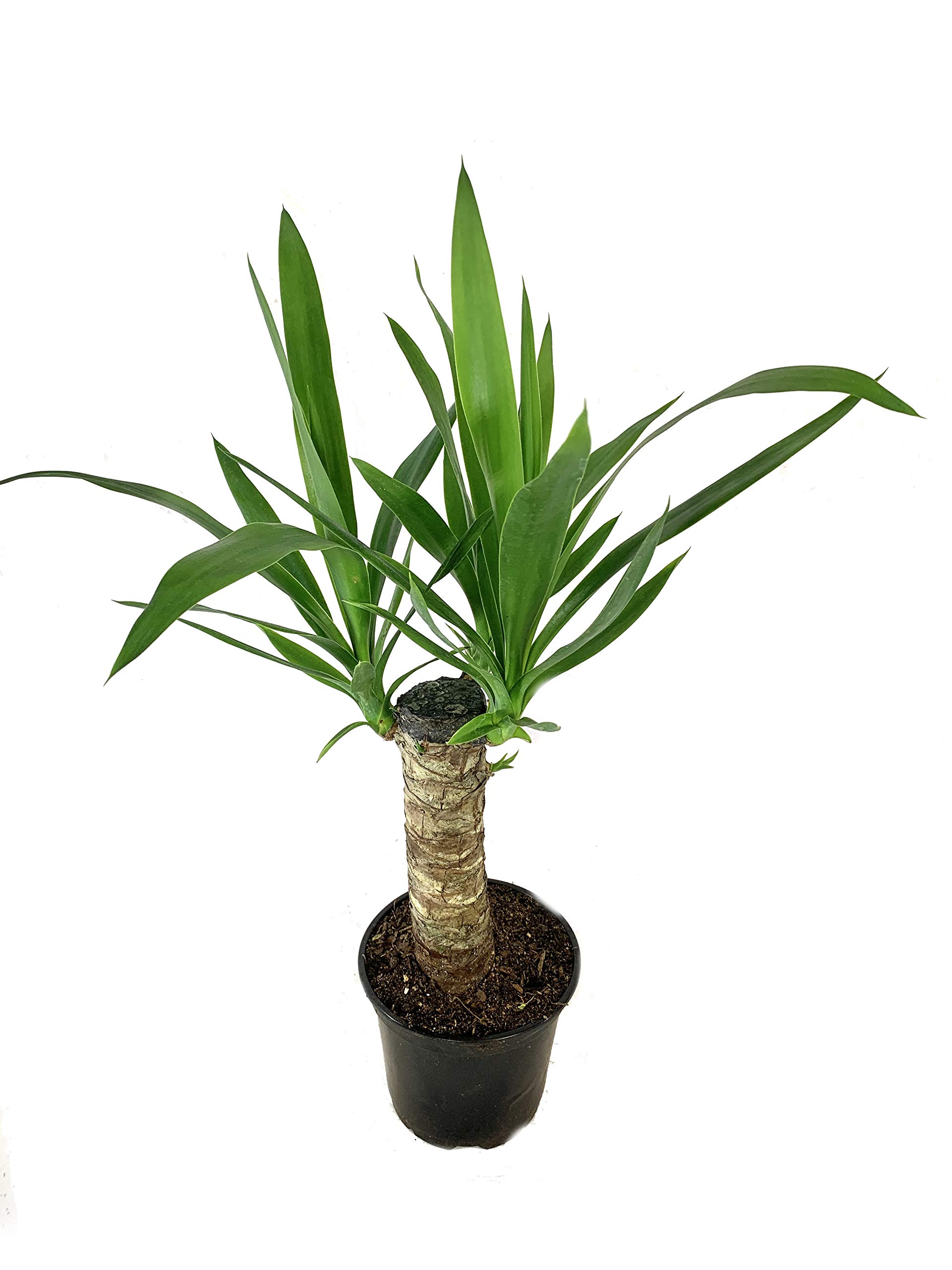 Amazon.com: Yucca 手杖植物- 在6 英吋(約15.2 公分)花盆中活生植物