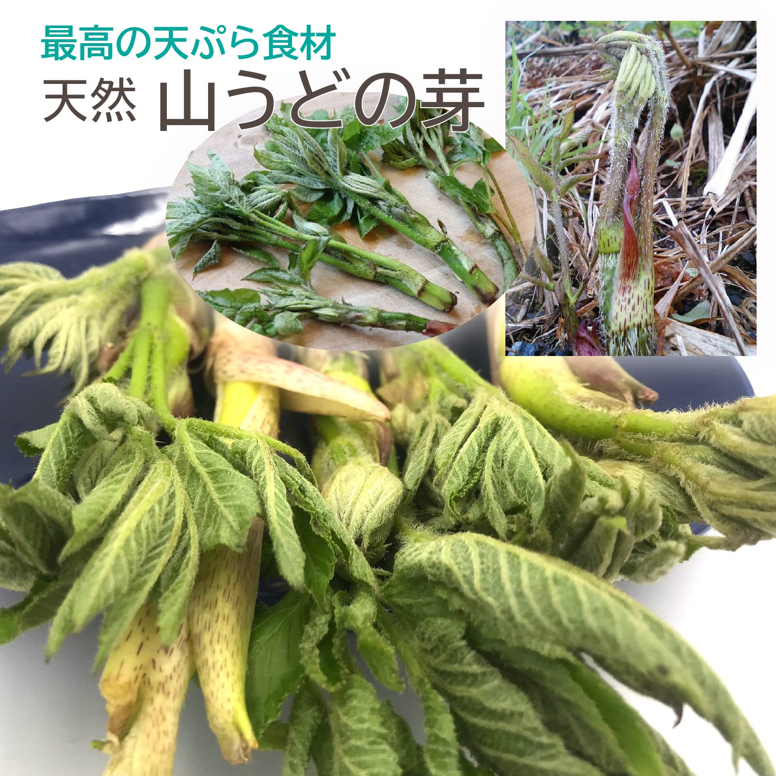 Amazon.co.jp: 【クール便】[新潟うおぬま産] 天然 山菜 5種詰合せ 約