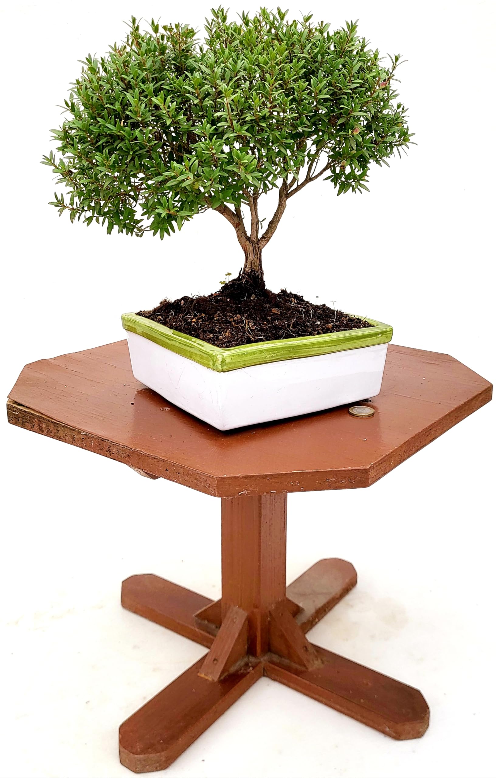 POWERS TO FLOWERS - MIRTO BONSAI COLTIVATO IN CIOTOLA CERAMICA BASSA 17X17 CM, piante vere