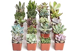 Unique Succulent Plants For sale