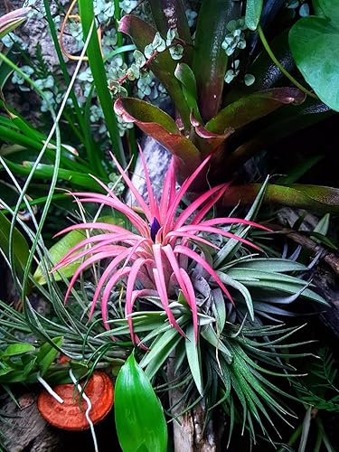 Miniatura 7 de 2 plantas de bola de fuego de bromelia grandes de 4 a 6 pulgadas adecuada para decoración del hogar e ideas de regalo planta de bajo mantenimiento