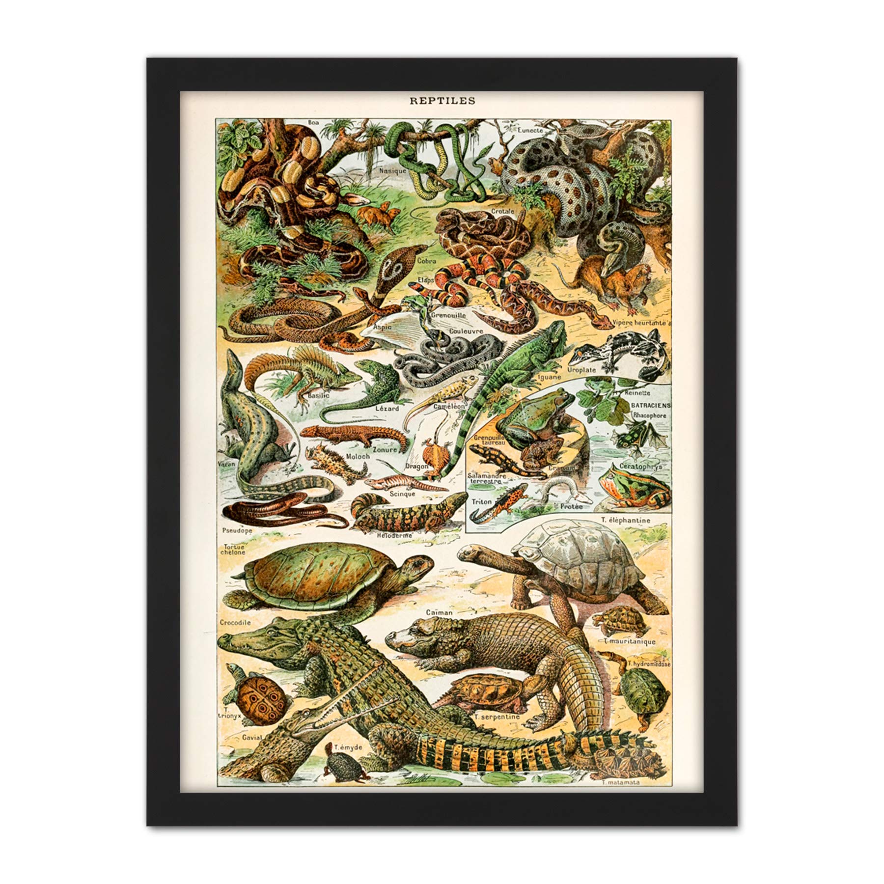 Artery8 Millot Encyclopedia Page Reptiles Snake Tortoise Artwork Framed Wall Art Print 18X24 Inch