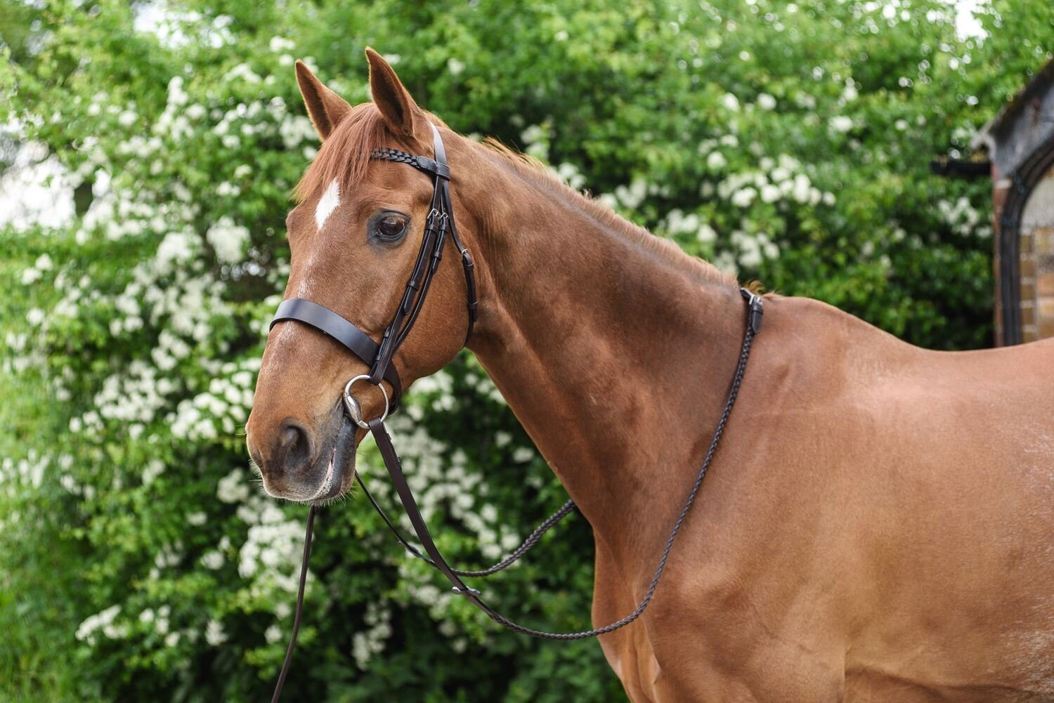 White Horse Equestrian Besler Riding Sport Real Genuine Leather New Bridle Hunt