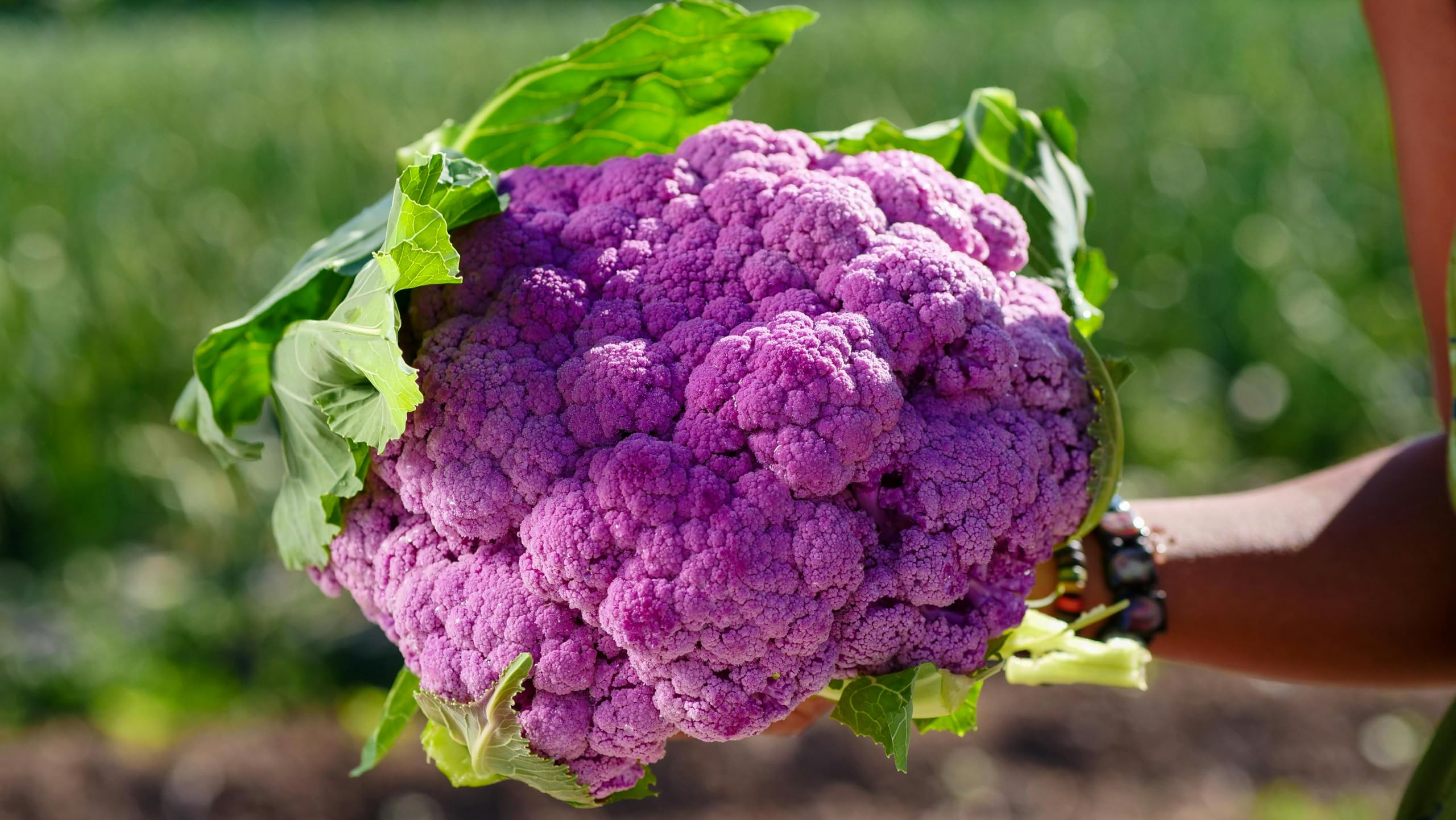 Purple Cauliflower Plug Plants Grow Your Own Vegetables 'Ready to Plant Now' Young Vegetable Plants (12, Purple)
