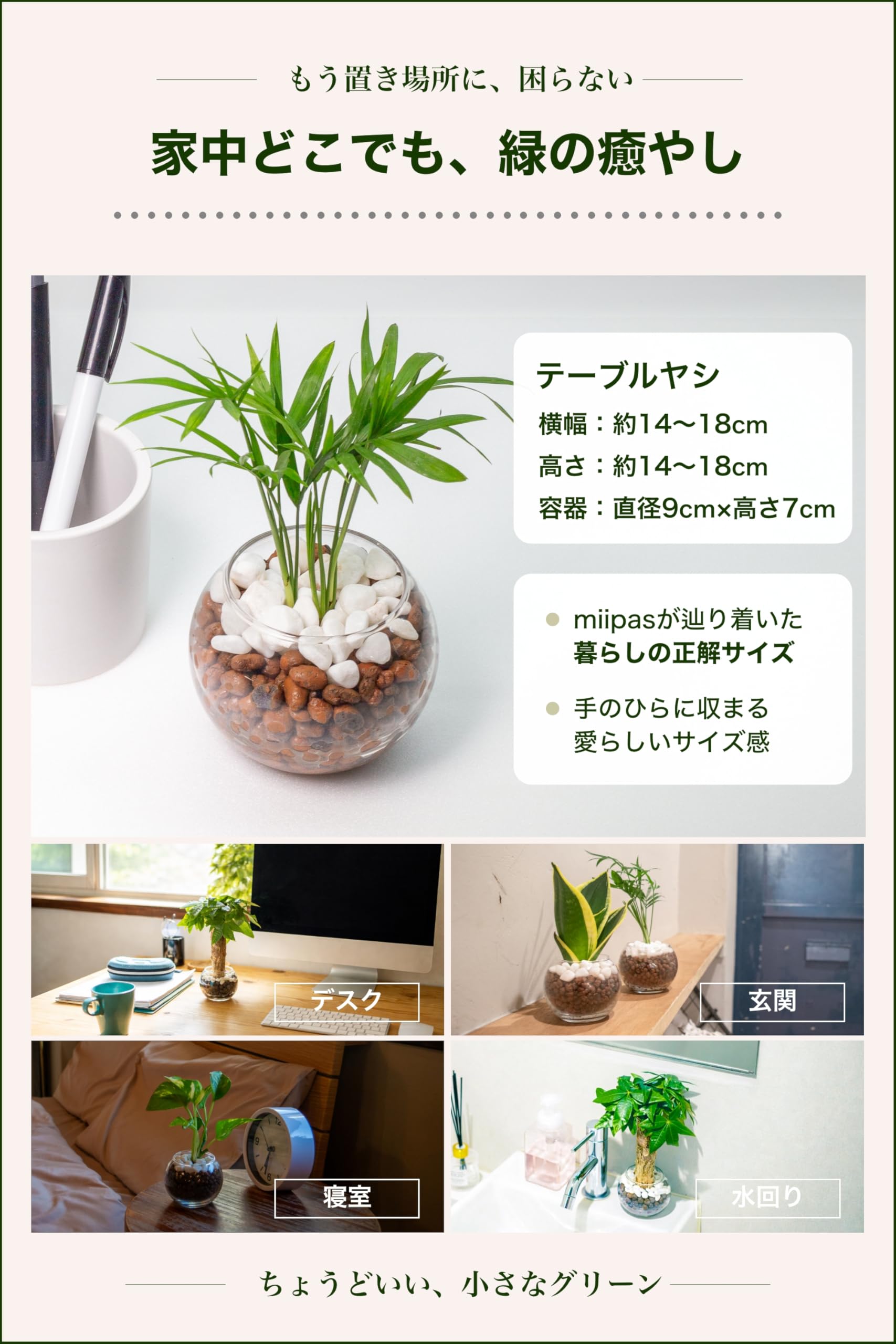 Amazon｜テーブルヤシ 観葉植物 ハイドロカルチャー 【 初心者でも簡単