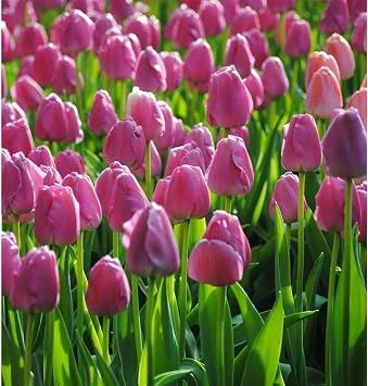 Garden Elements Spring Blooming Bulbs Darwin Tulip, Purple 50 Pack Ideal for Adding Vibrant Color to Your Garden Easy to Grow
