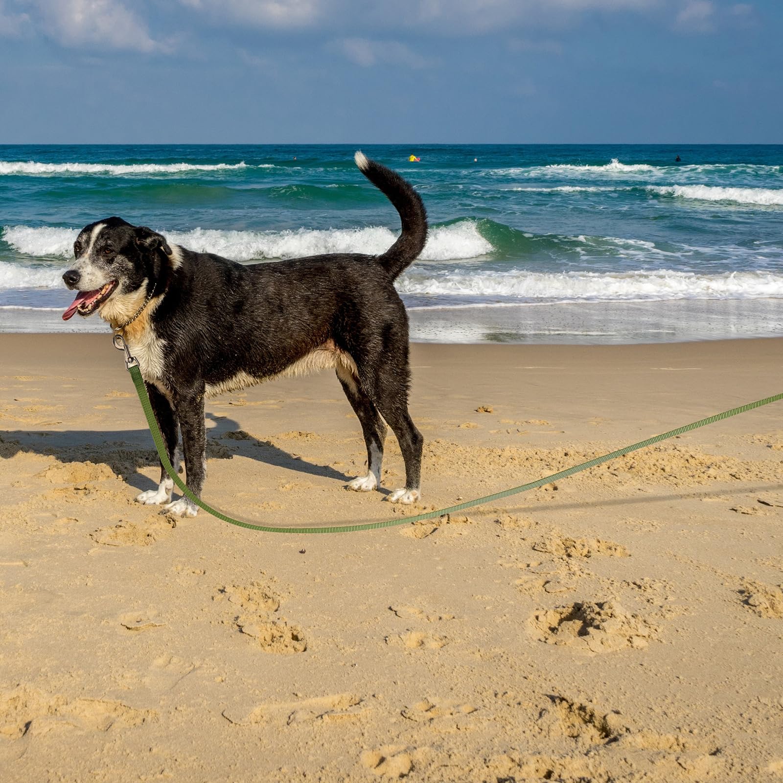 Wolfone Longe pour Chien 5 m, Laisse de Dressage Réfléchissante pour l'entraînement en Plein Air Vert