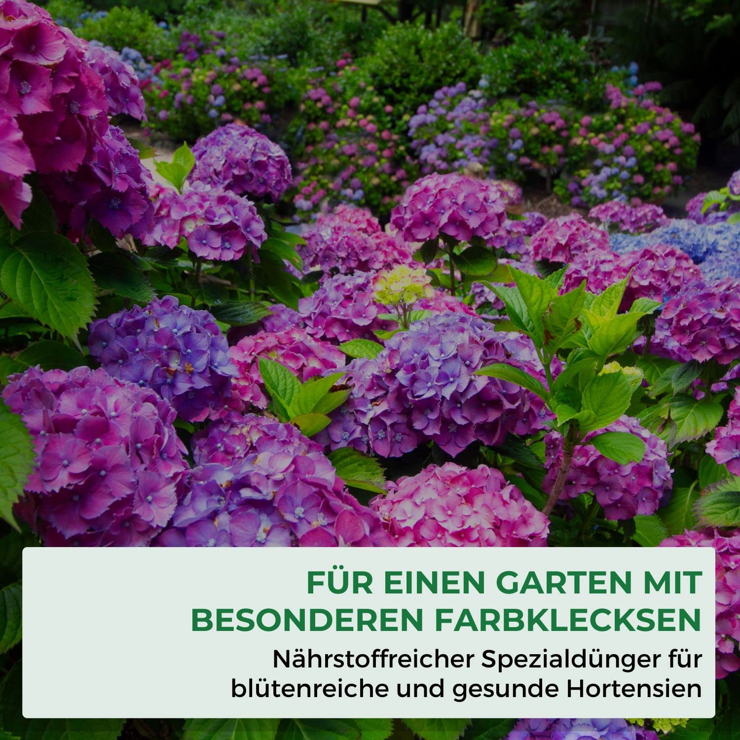 Allflor Hortensiendünger I Rhododendron Dünger I Blumendünger flüssig I 10 x 500 ml I Fördert langanhaltende Blütenpracht bei Zimmer- & Balkonpflanzen I Flüssigdünger
