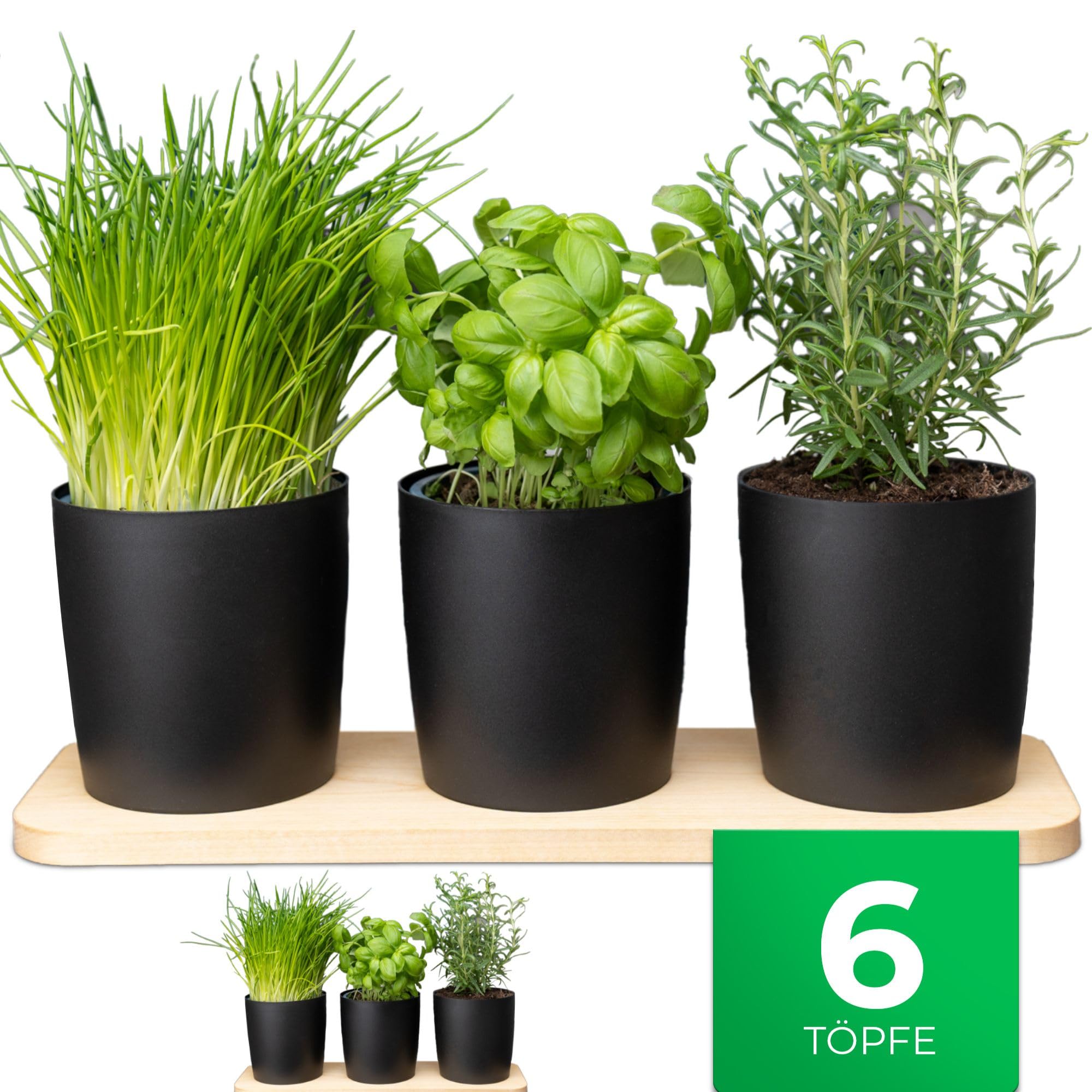 Novaliv Elegante stazione per erbe aromatiche, set da 6 pezzi, con base in legno, per qualsiasi davanzale, per erbe aromatiche fresche, per la cucina, per piante aromatiche, per interni, fioriera,