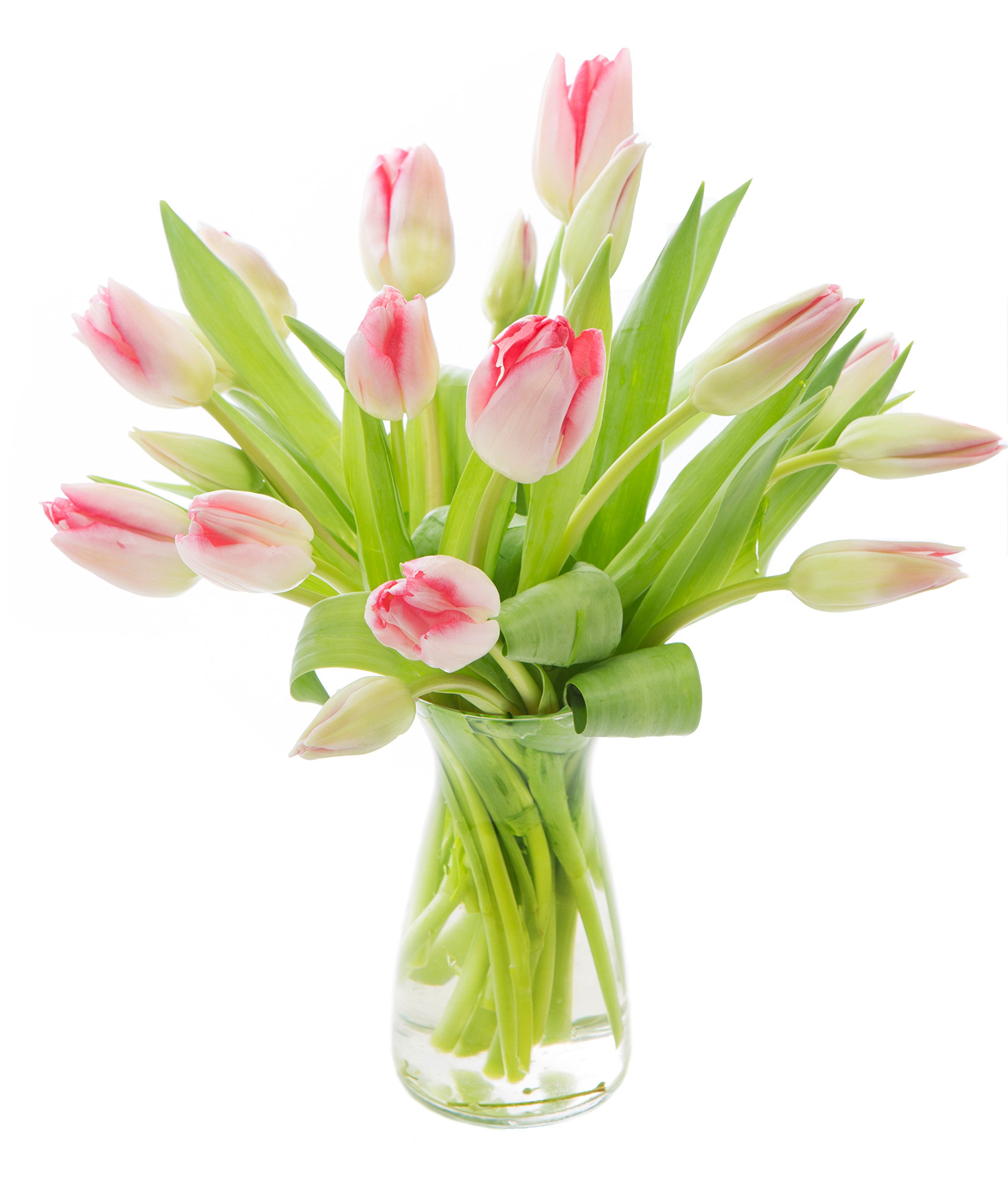 KaBloom PRIME NEXT DAY DELIVERY - Bouquet of 20 Pink Tulips with Vase .Gift for Birthday, Sympathy, Anniversary, Get Well, Thank You, Valentine, Mother’s Day Fresh Flowers