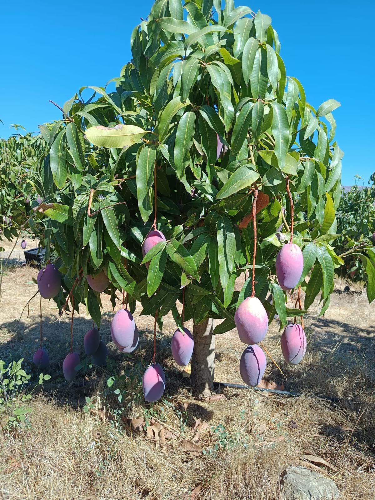 Vitalem – Caja de Mangos 2.5kg | Cultivo Local de la Axarquía (Málaga) | Fruta Fresca de Temporada | Directo del Agricultor | 100% Natural y Sostenible