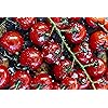Product Photo 10