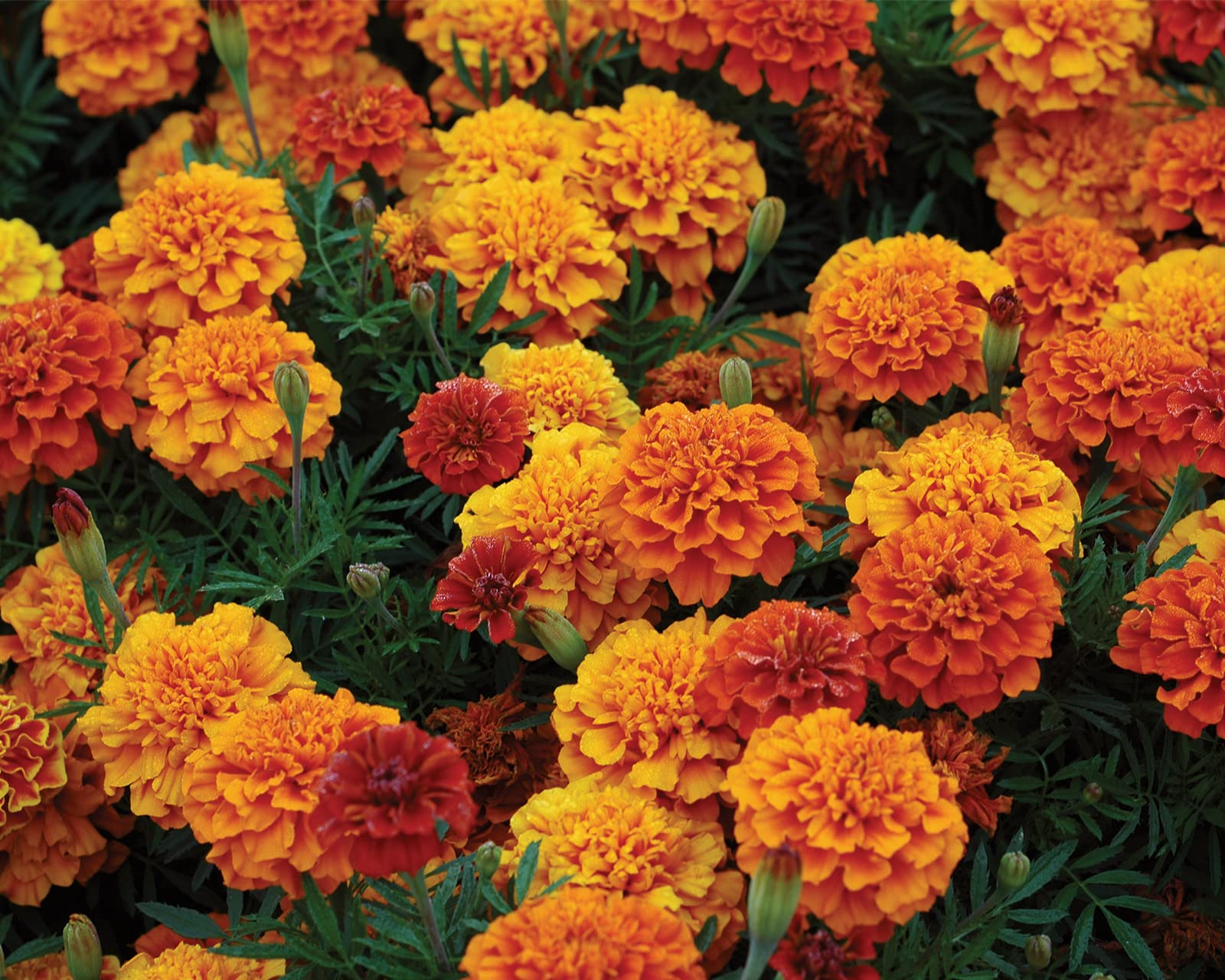 Burpee Triple Treat Marigold Seeds 50 seeds