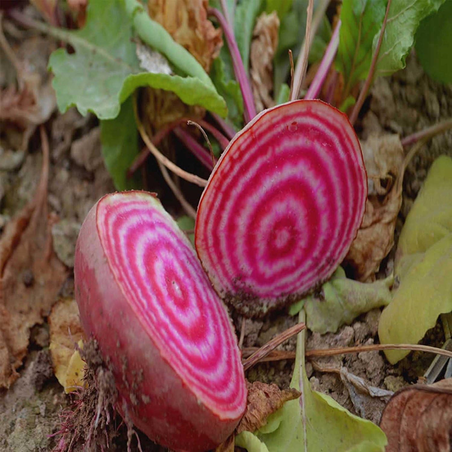 Chioggia Beet Seeds - 1 Lb - Non-GMO, Heirloom - Vegetable Garden, Microgreens - Also Called: Candy Cane, Bullseye Beet