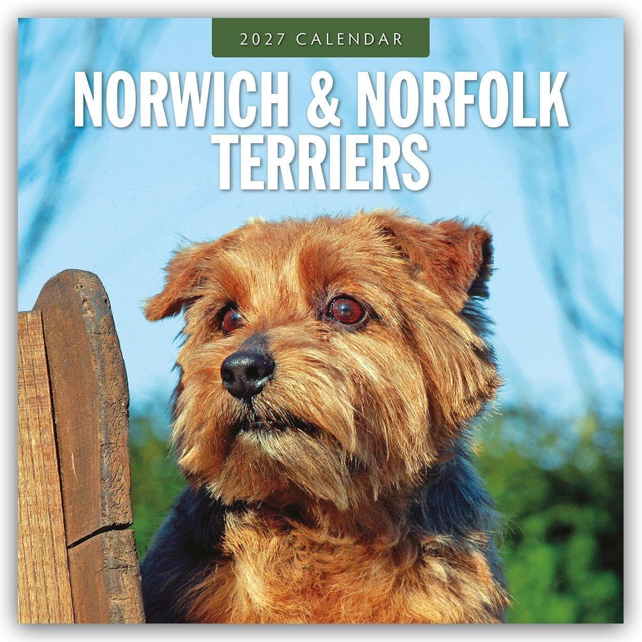Norwich & Norfolk Terriers 2027 Square Wall Calendar: Original Red Robin Publishing Ltd-Kalender [Mehrsprachig] [Kalender]