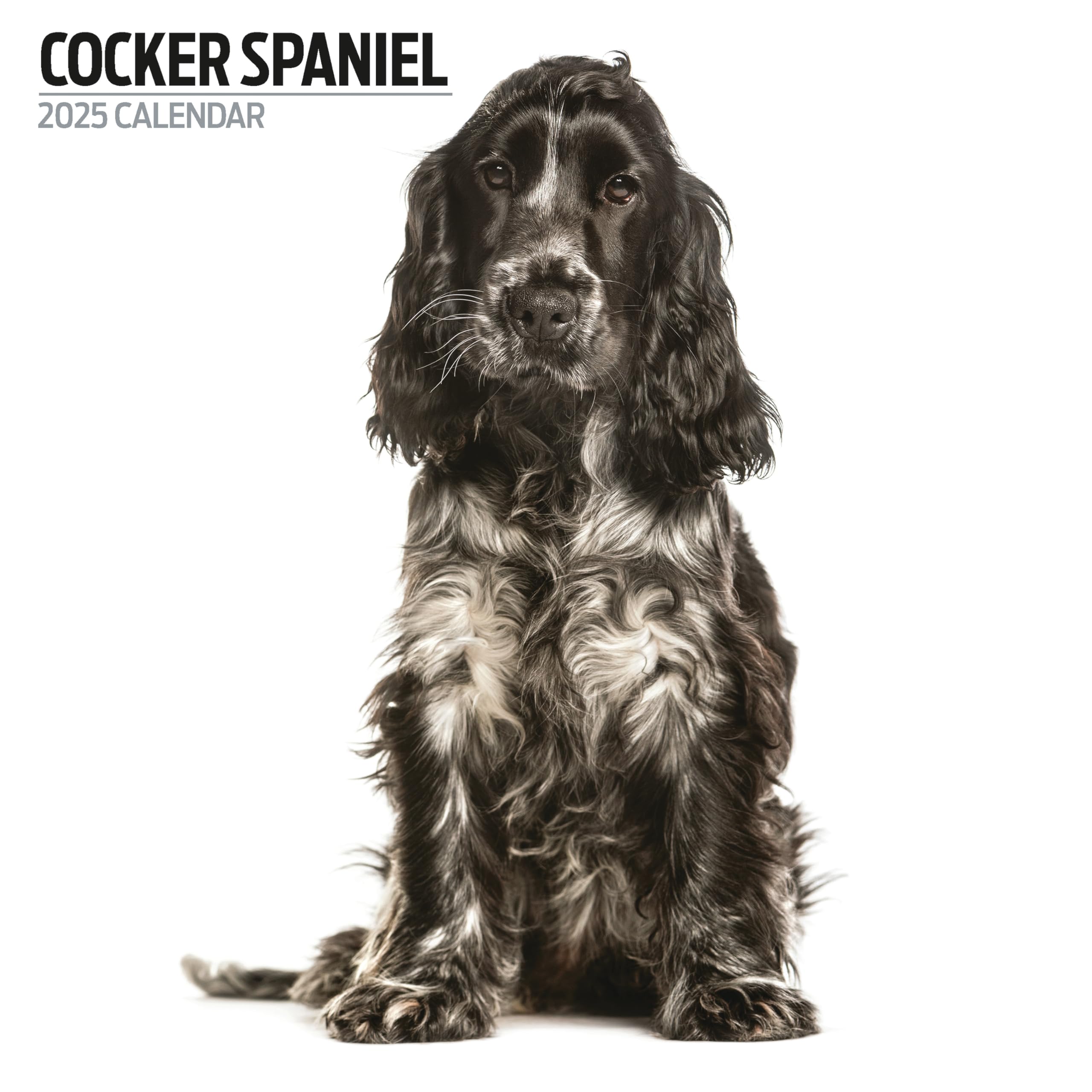Cocker Spaniel 2025 Modern Calendar