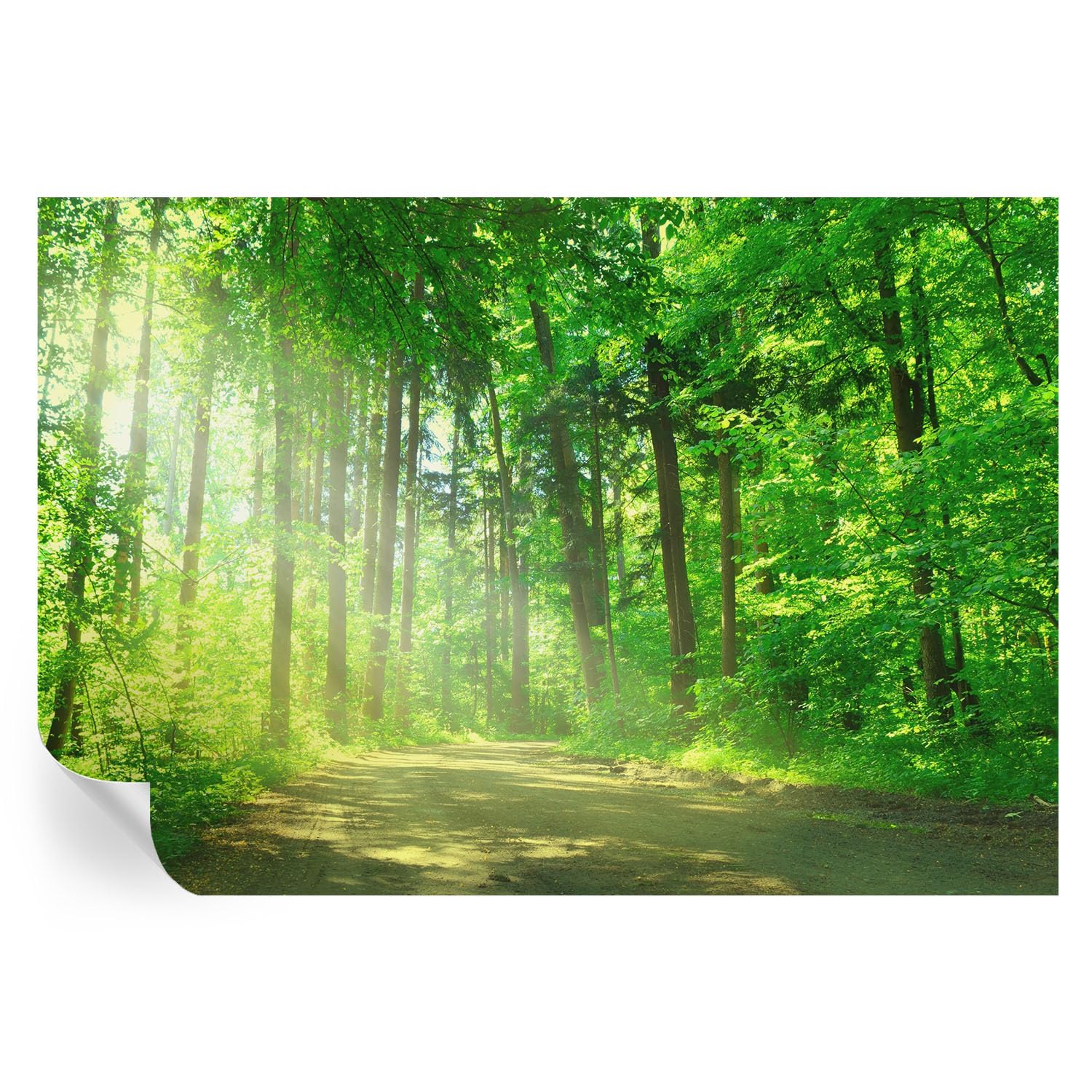 Mural adhesivo de sendero forestal 152x104 cm y vinilos para hogar