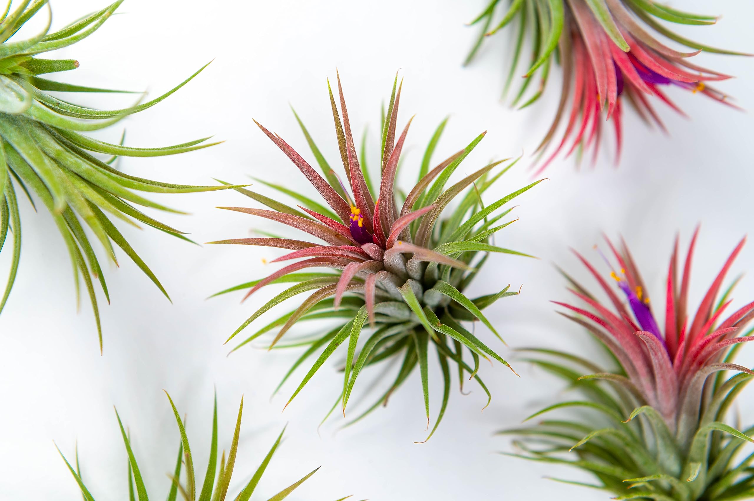 PACK Piante d'aria - Tillandsia Ionantha Rosada, Tillandsia Ionantha Verde, T. Capitata Peach - Piante da fiore naturali - Esterni ed interni (9)