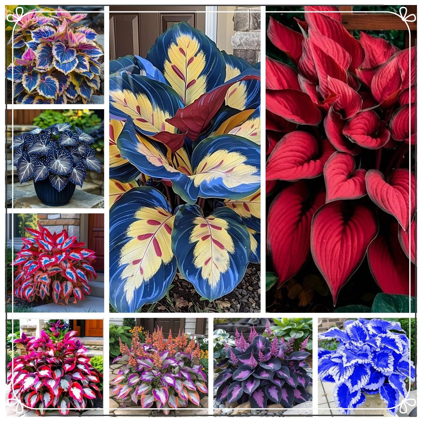 Striking Hosta Bulbs Mix for Planting Now UK/Stunning Ornamentals,Potted-Plants-Rhizome,Midnight Blue,Cold-Tolerant/Perennial,Shade-Tolerant,Excellent Display,Garden.-6Bulbs-B